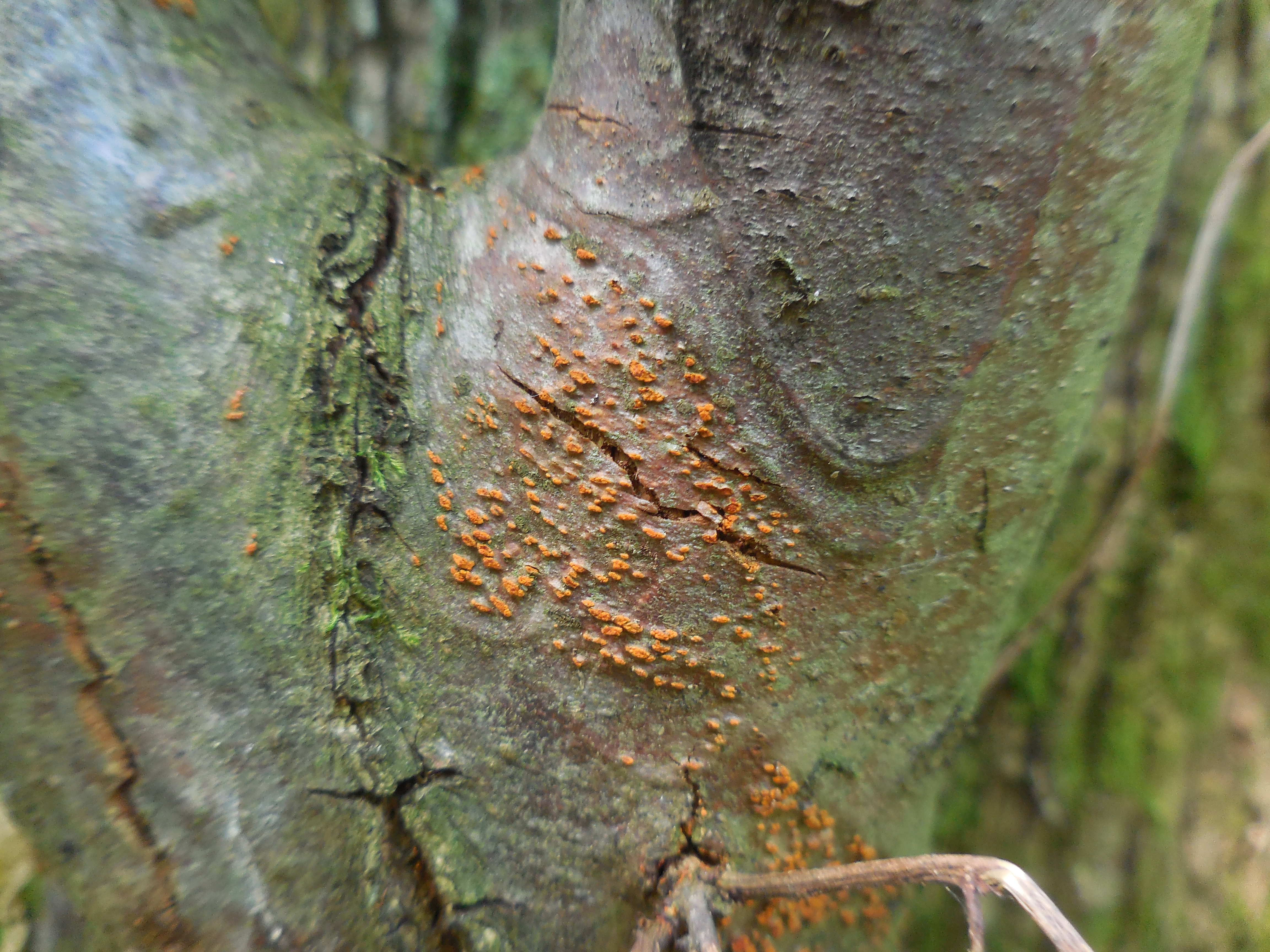 Fruttificazioni asessuali di Cryphonectria parasitica che appaiono come pustole rosso-arancioni di 1,5-2 mm di diametro erompenti dalla corteccia tra le fenditure del cancro (Foto di: Luana Giordano, SFR Lombardia)
