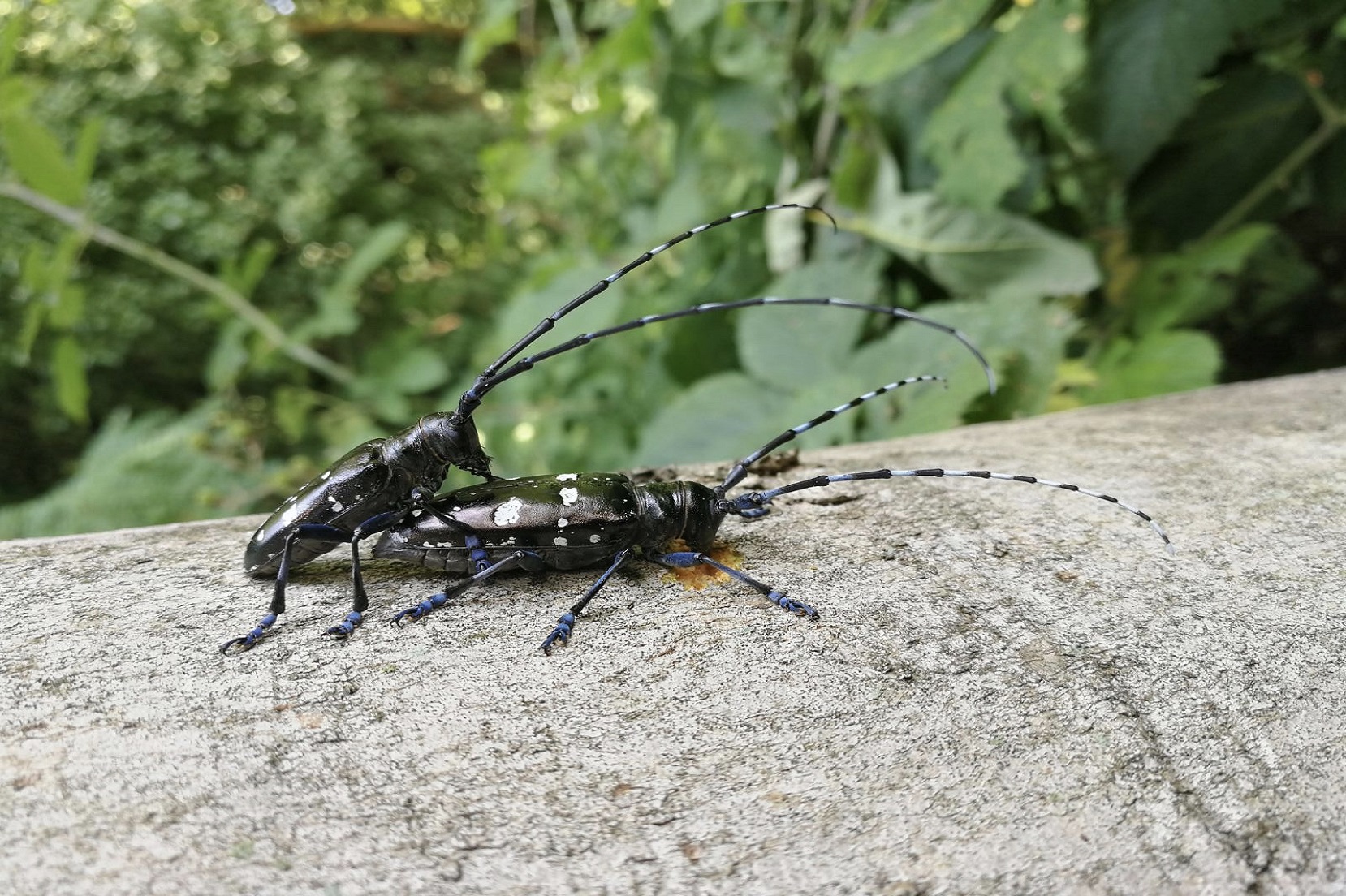 Adulti di Anoplophora glabripennis (Foto di: Servizio Fitosanitario della Regione Lombardia)