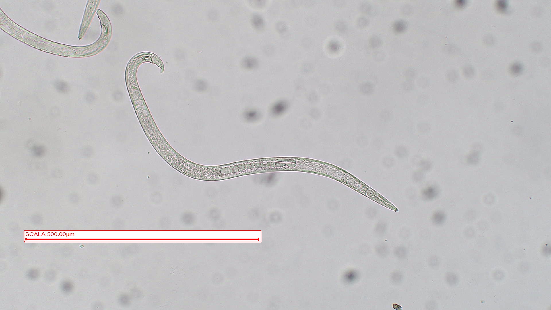 B. xylophilus
