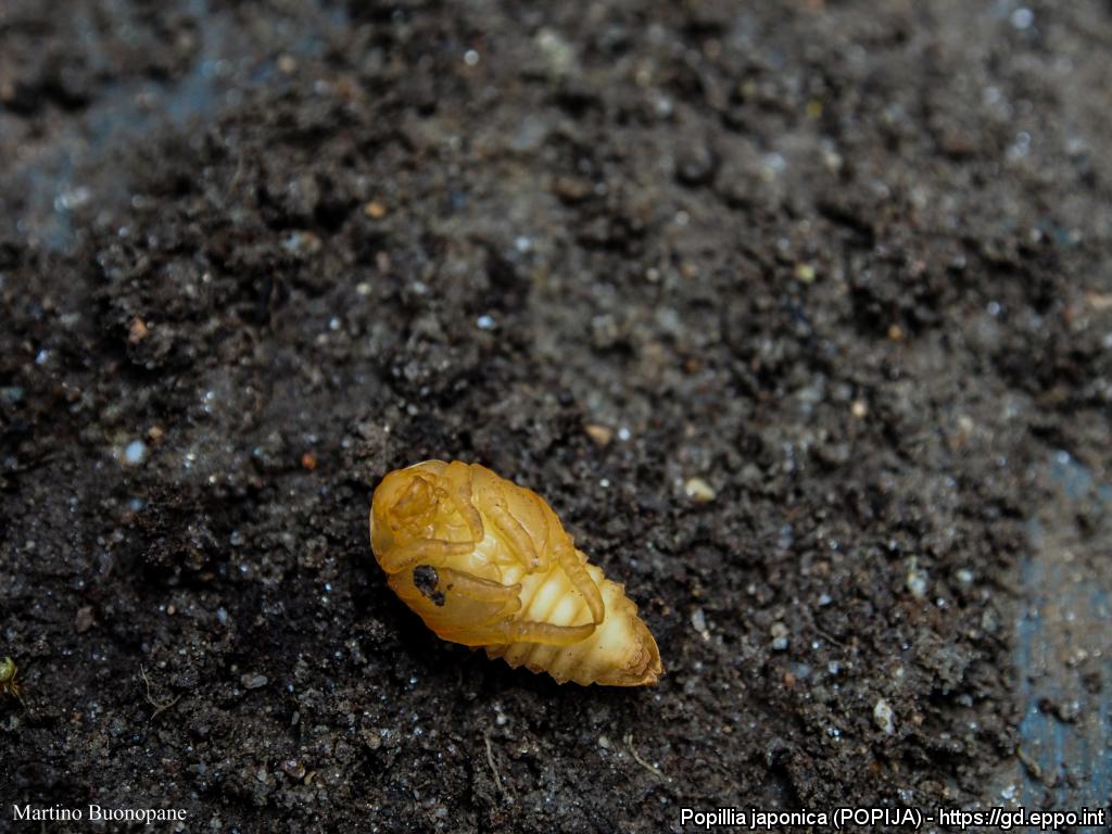 Pupa di P. japonica 