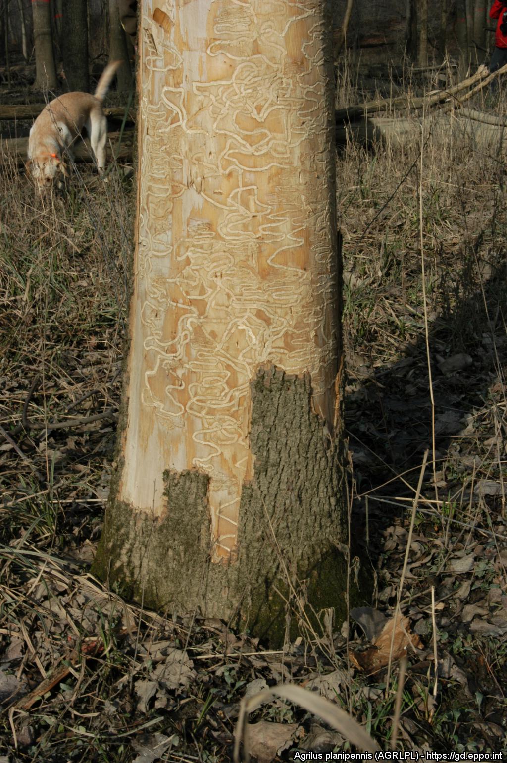 Gallerie da Agrilus planipennis