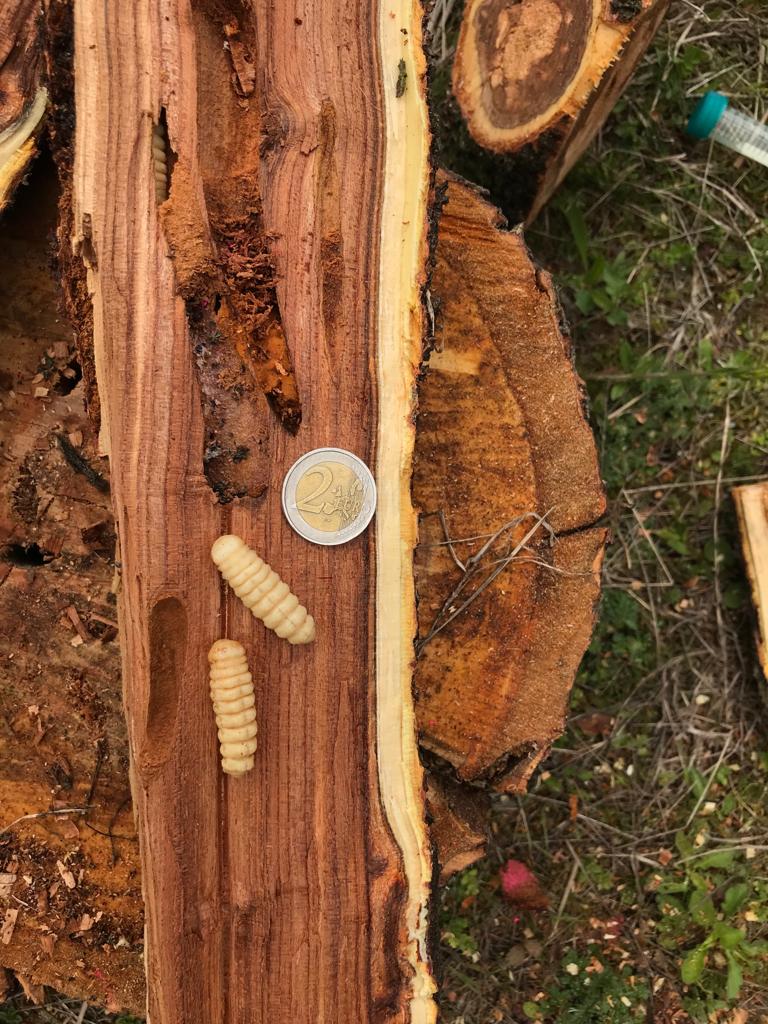 Larve di Aromia bungii (Foto di: Servizio Fitosanitario della Regione Lombardia)