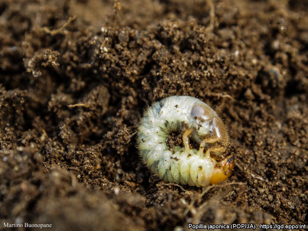 Larva di P. japonica 
