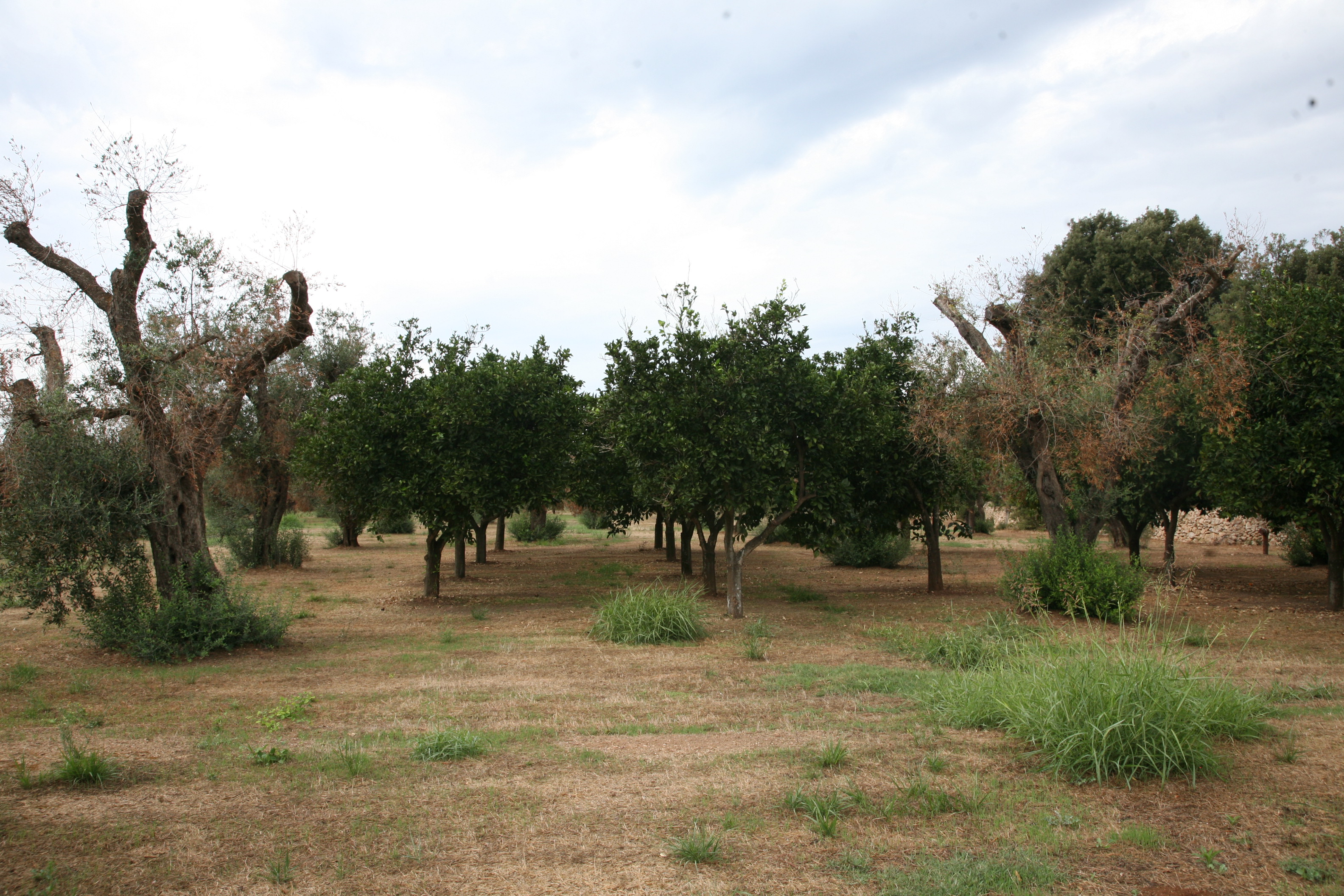 Complesso del disseccamento rapido dell’olivo da Xylella fastidiosa (Foto di: Ministero delle politiche agricole alimentari e forestali)