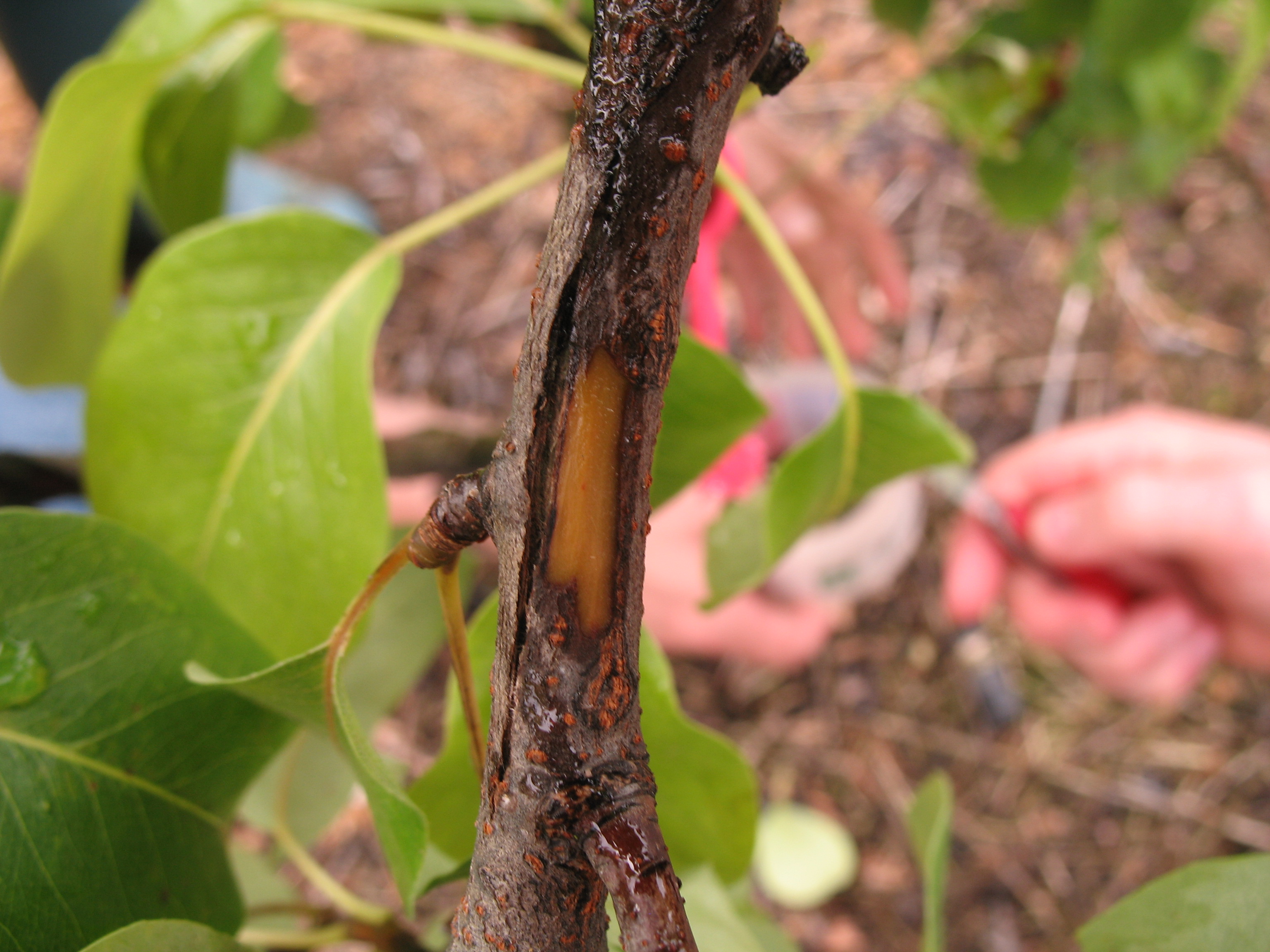 Necrosi rameale da Erwinia amylovora (Foto di: SFR Lombardia)