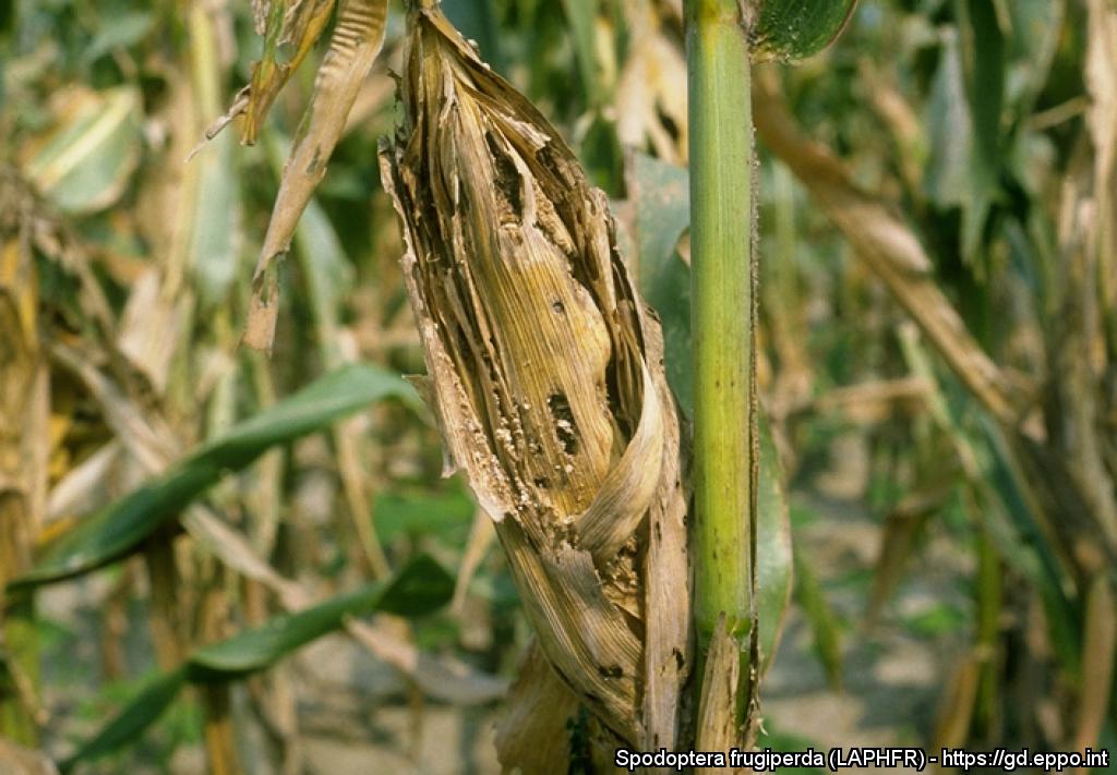 Mais danneggiato dalle larve di Spodoptera frugiperda