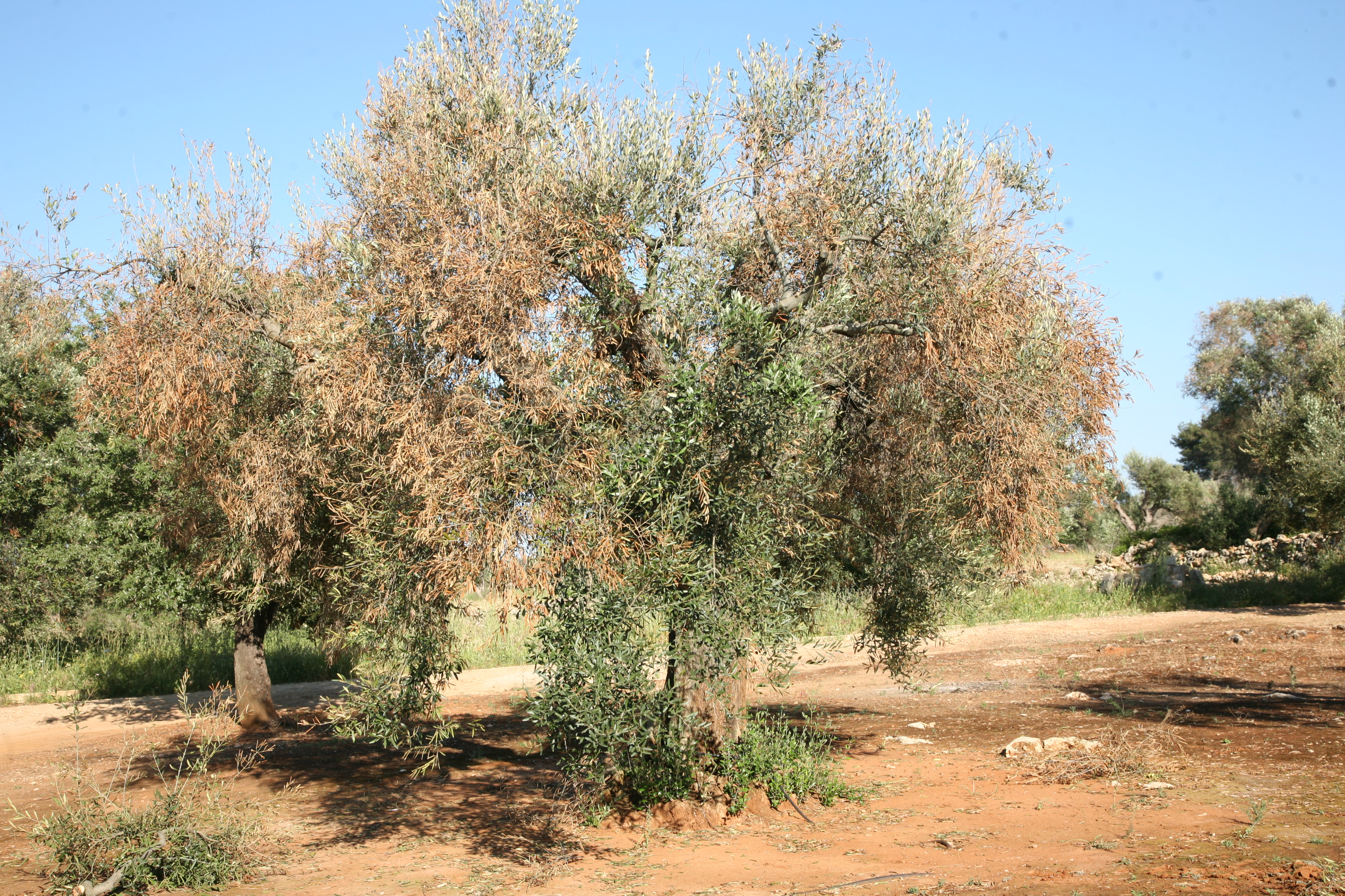 Complesso del disseccamento rapido dell’olivo da Xylella fastidiosa (Foto di: Ministero delle politiche agricole alimentari e forestali)