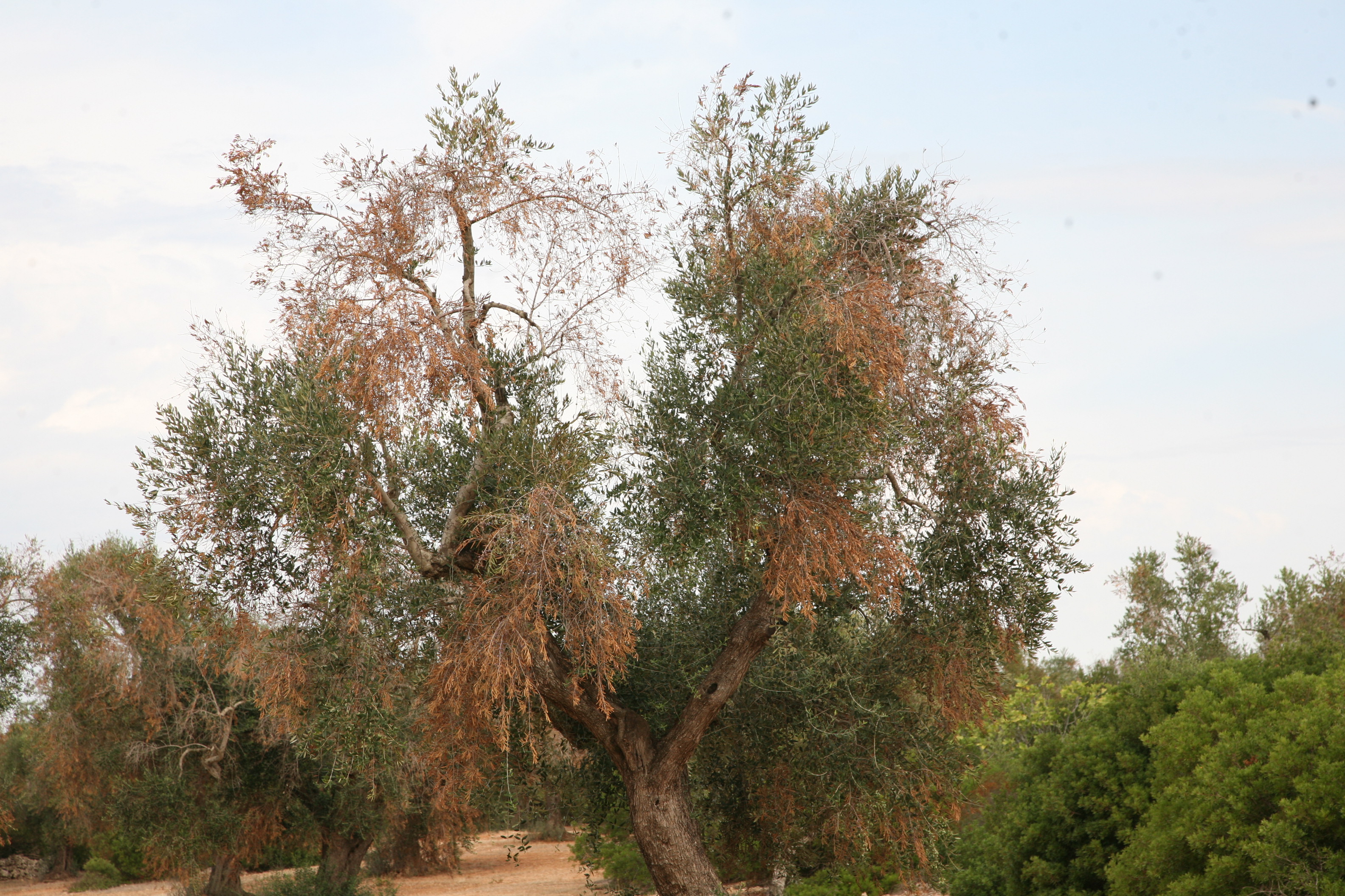 Complesso del disseccamento rapido dell’olivo da Xylella fastidiosa (Foto di: Ministero delle politiche agricole alimentari e forestali)