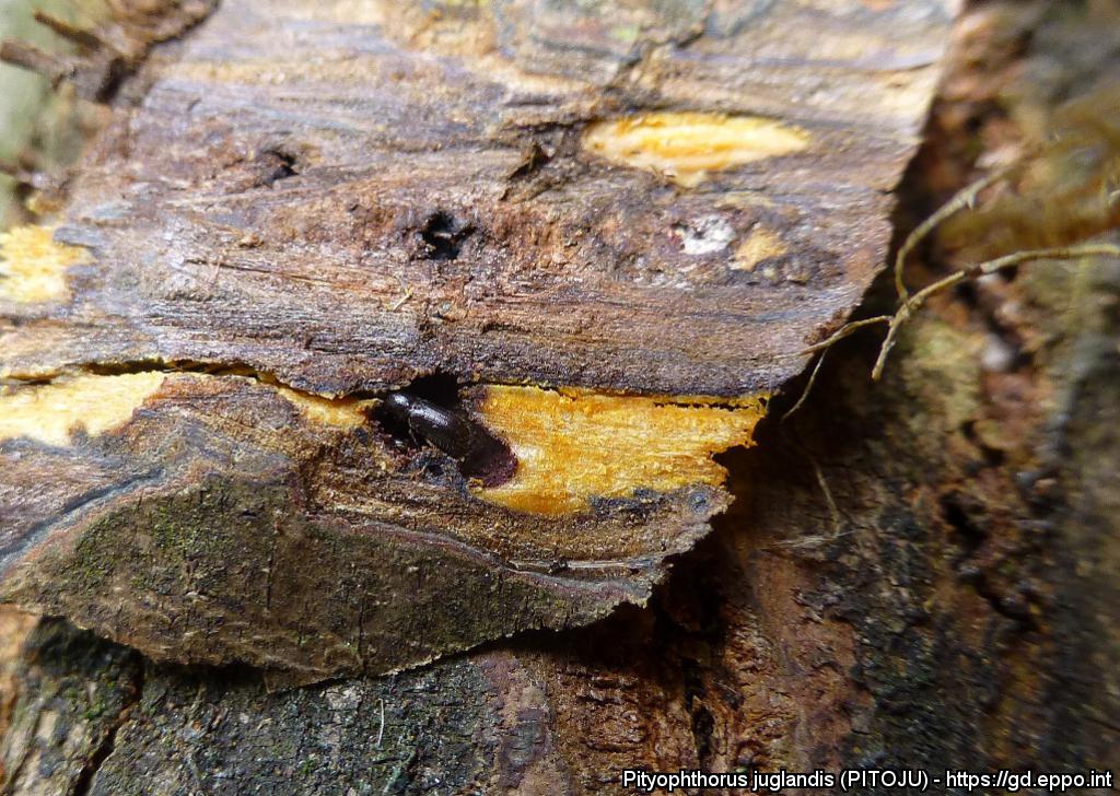 Adulti di Pityophthorus juglandis vettore di Geosmithia morbida 