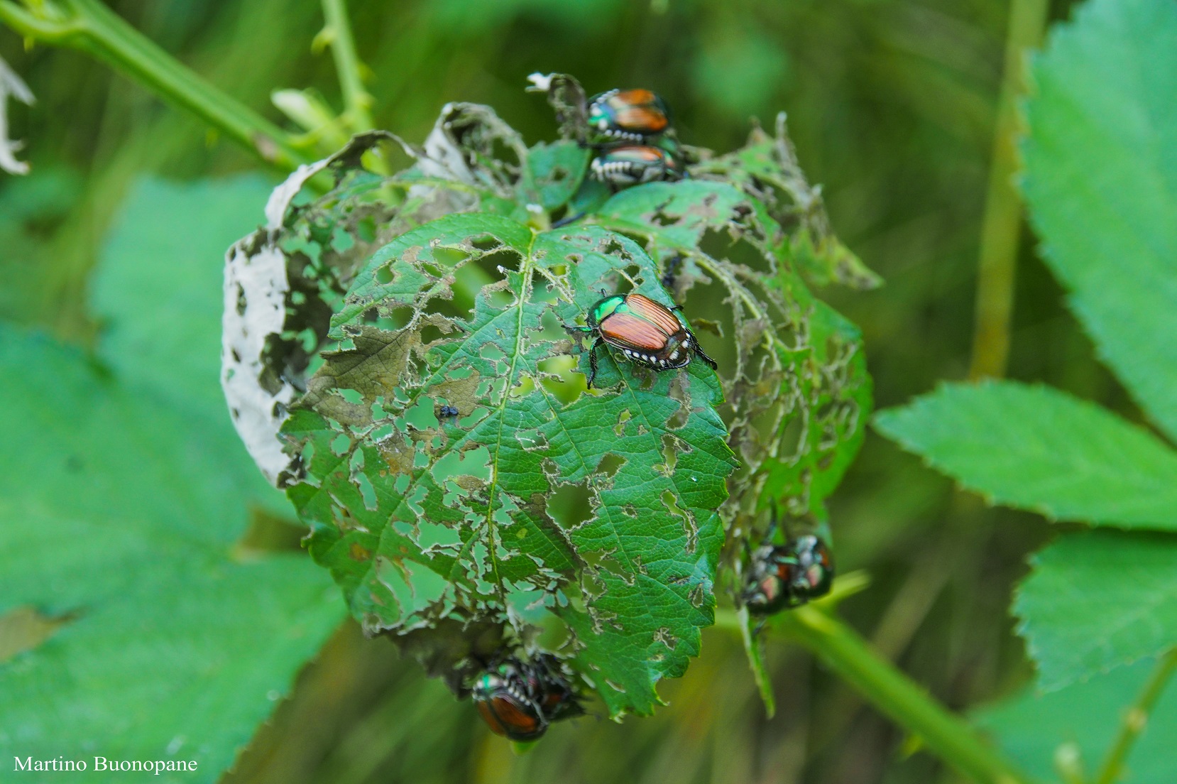 Adulti di Popillia japonica (Foto di: Martino Buonopane, Servizio Fitosanitario della Regione Lombardia)