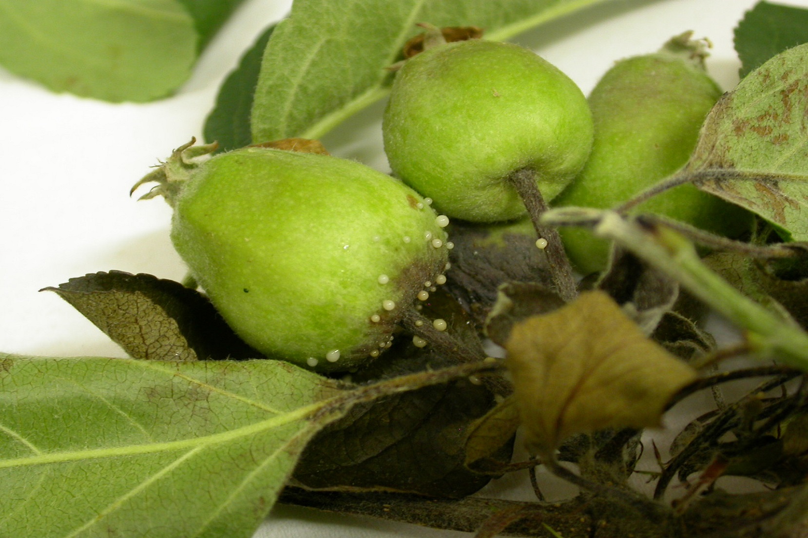 Essudato di Erwinia amylovora (Foto di: Francesca Gaffuri, Laboratorio del Servizio Fitosanitario della Regione Lombardia)