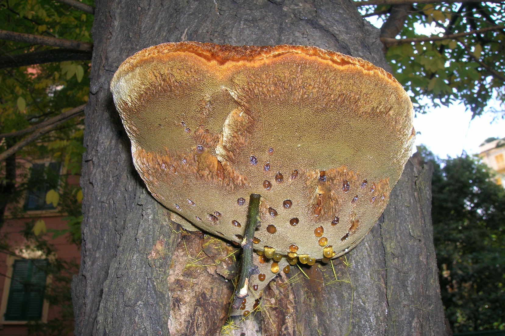 Corpo fruttifero di Inonotus hispidus (Foto di: Luana Giordano, Laboratorio del Servizio Fitosanitario della Regione Lombardia)