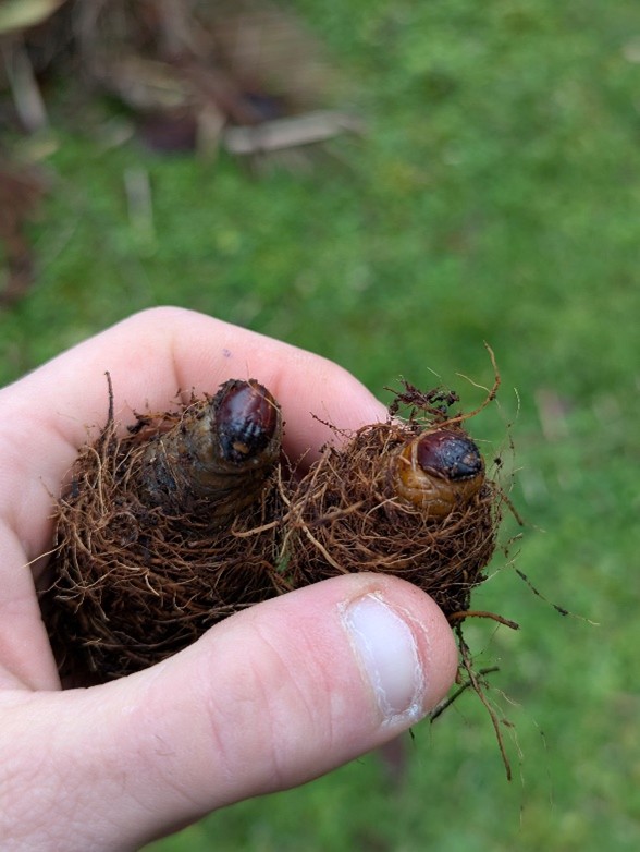Larva di punteruolo
