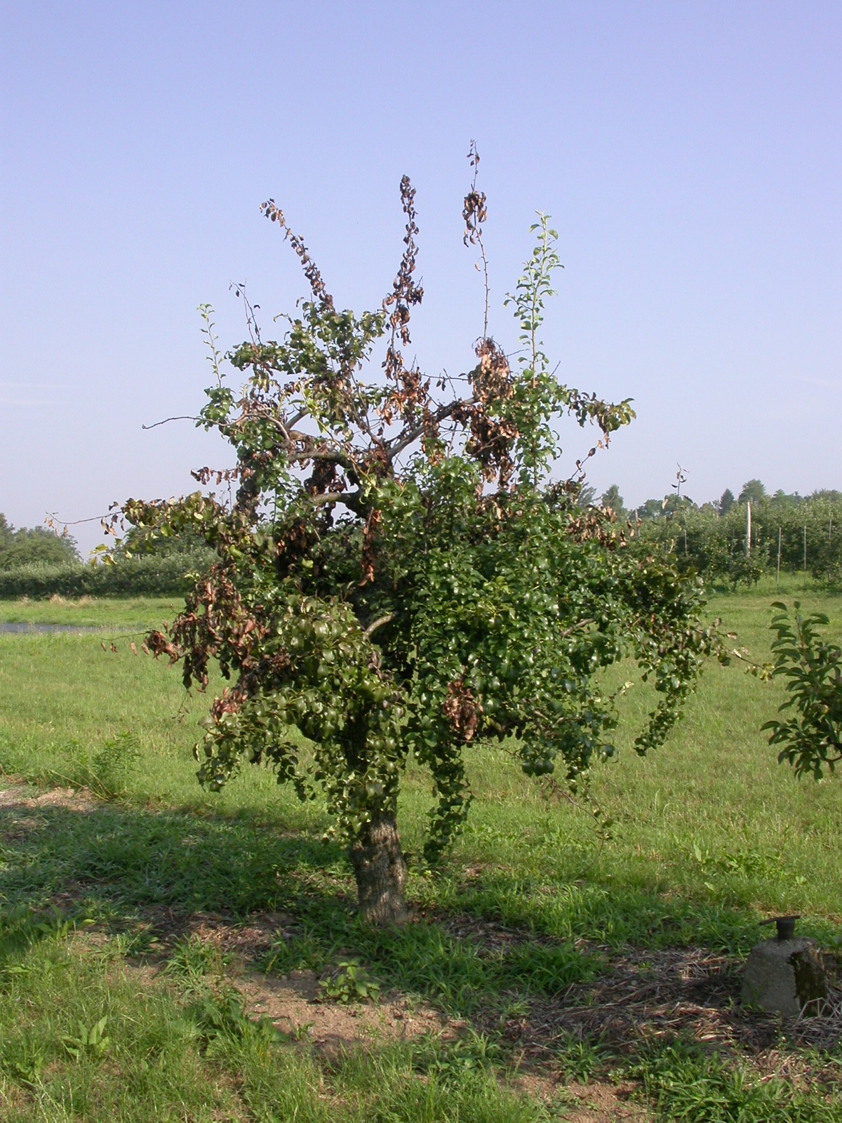 Disseccamento da Erwinia amylovora (Foto di: Francesca Gaffuri, SFR Lombardia)
