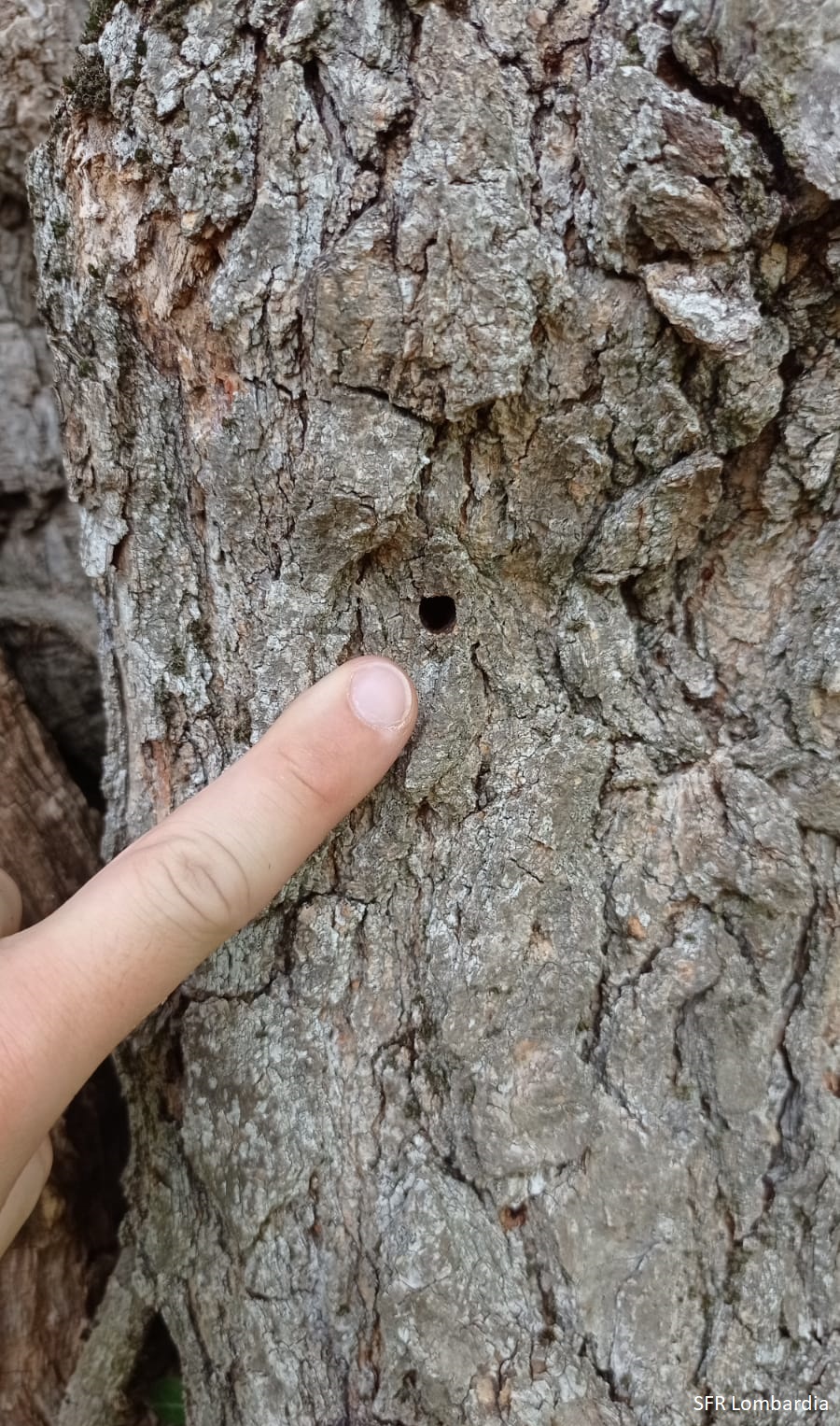 Fori di sfarfallamento di Xylotrechus chinensis