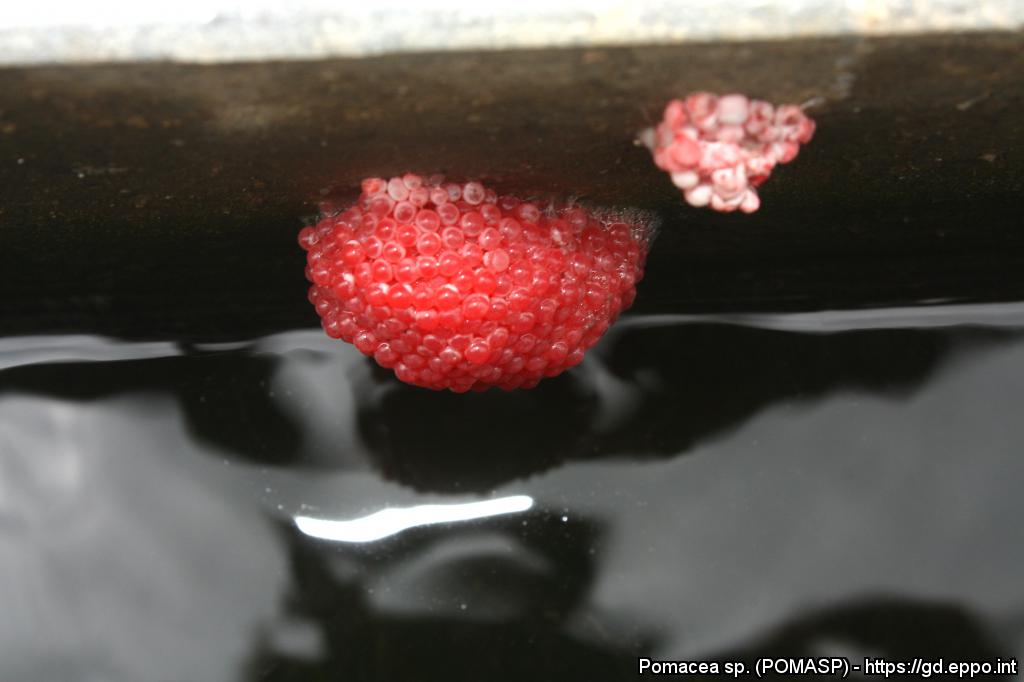 Uova di Pomacea sp. (Foto di: EPPO Global Database, 2021)