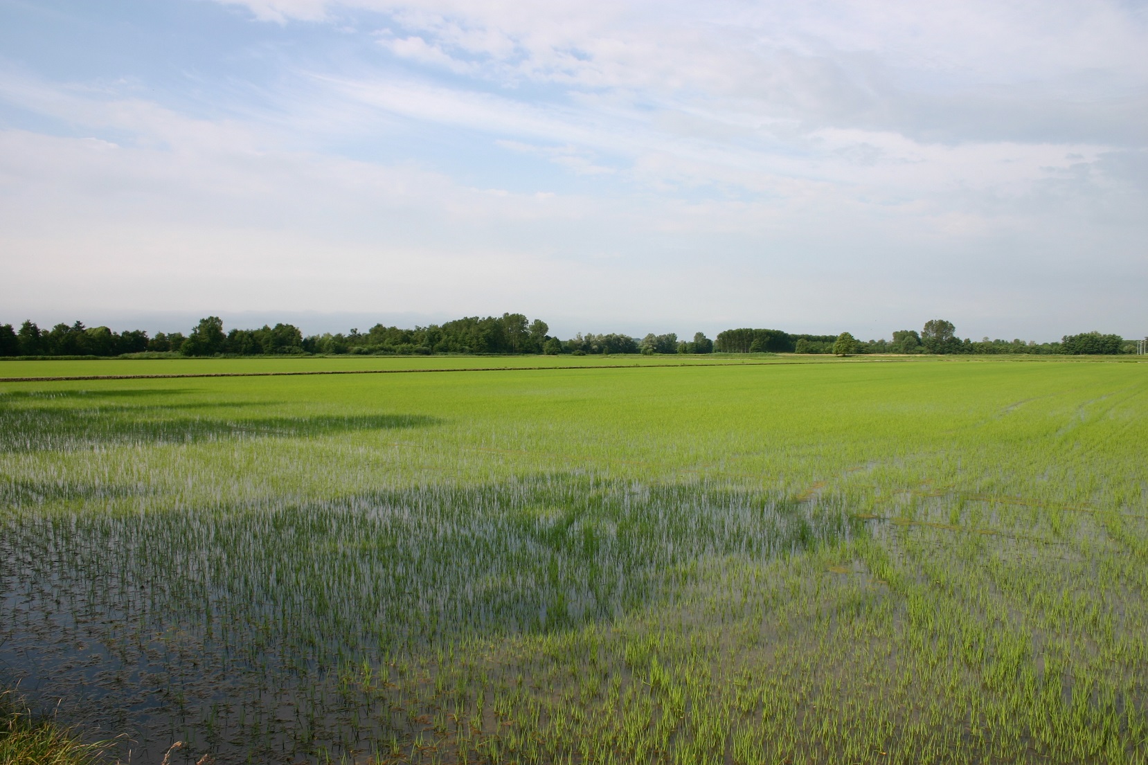 Campo di riso