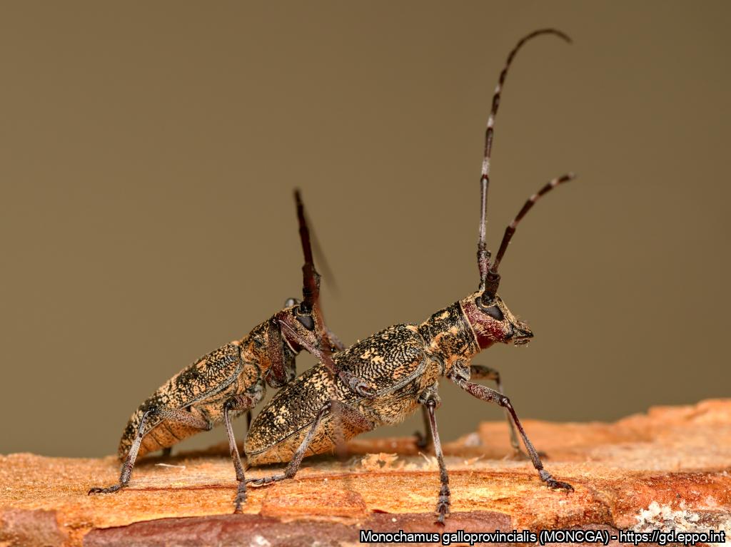 Monochamus