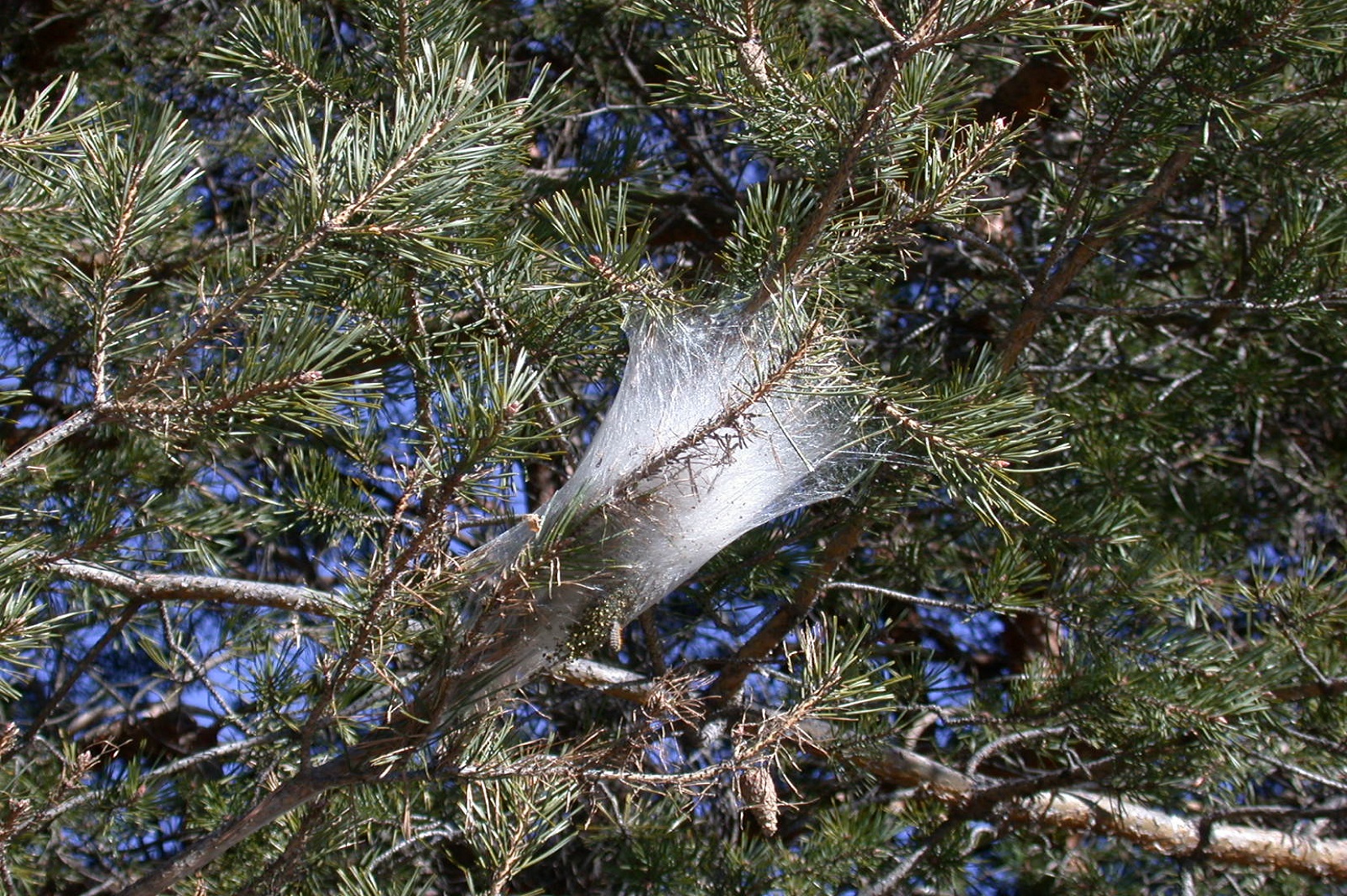 Processionaria del pino