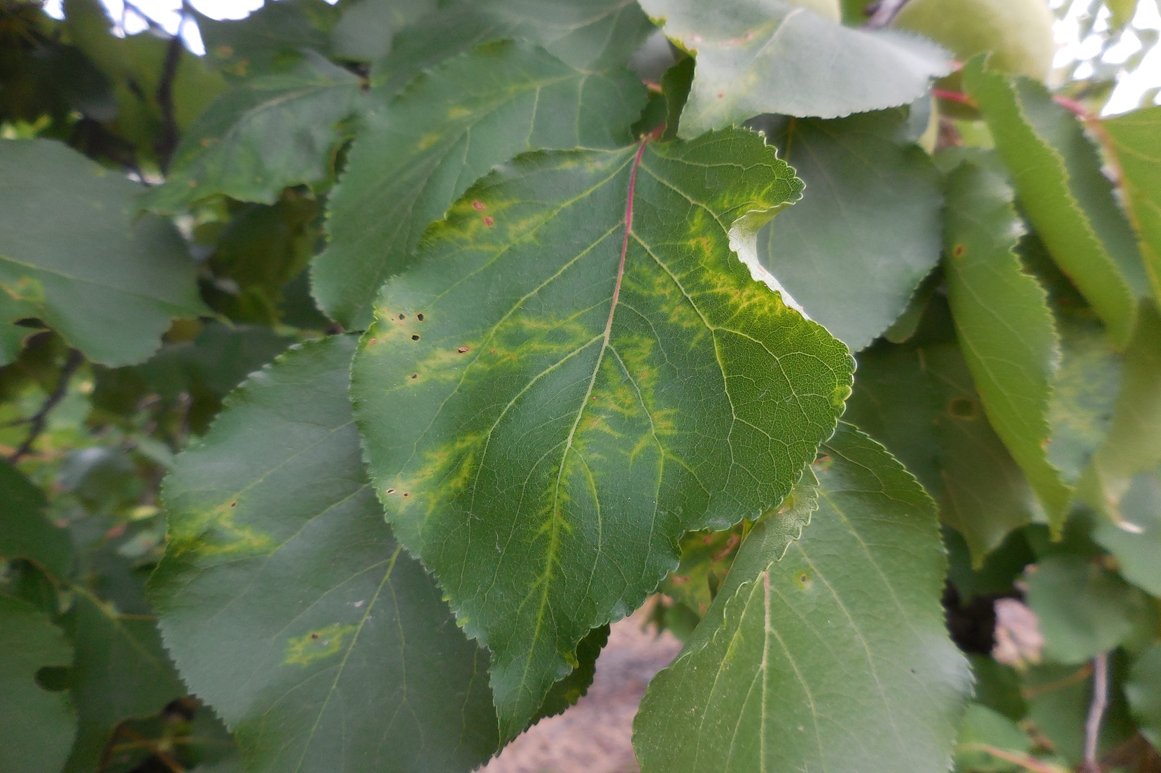 Vaiolatura delle drupacee (Sharka, Plum Pox Virus) (Foto di: Luana Giordano, Laboratorio del Servizio Fitosanitario della Regione Lombardia)