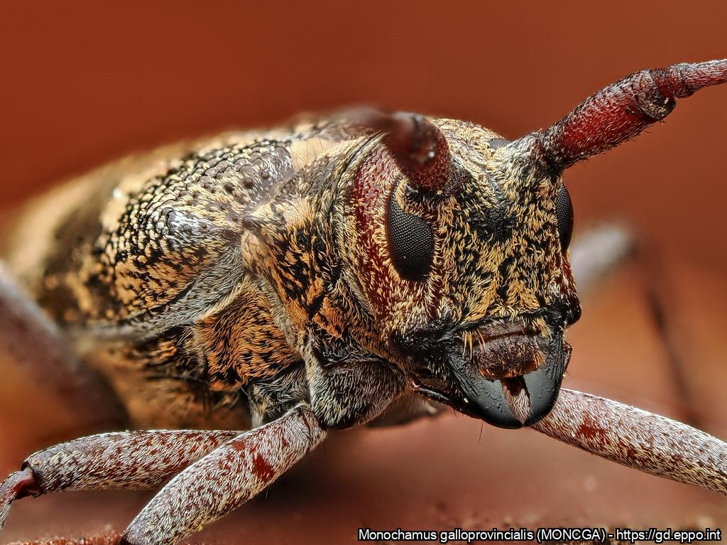 Monochamus