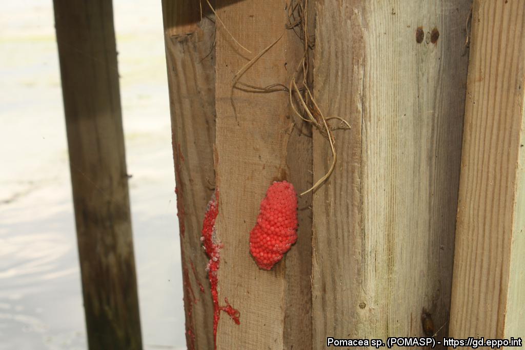 Uova di Pomacea sp. (Foto di: EPPO Global Database, 2021)
