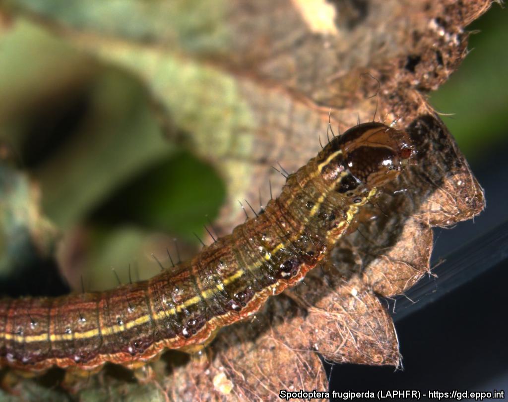 Larva di Spodoptera frugiperda