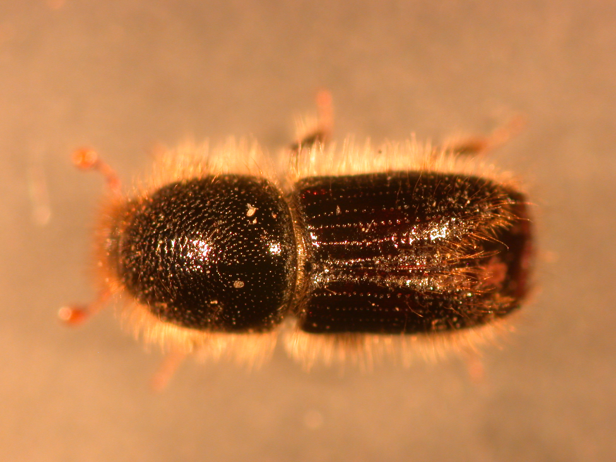 Adulto di Ips typographus
