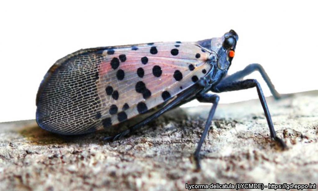 Lycorma