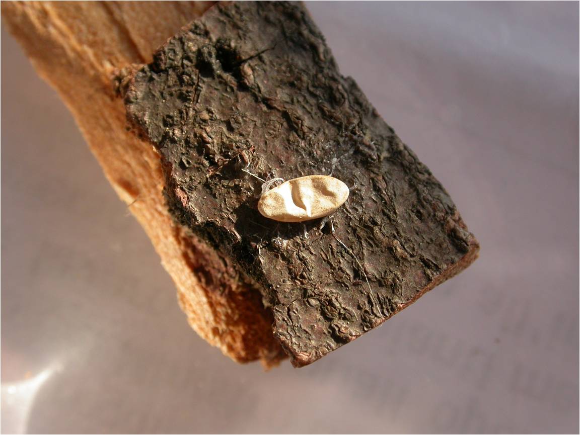 Uovo di Anoplophora chinensis (Foto di: SFR Lombardia)