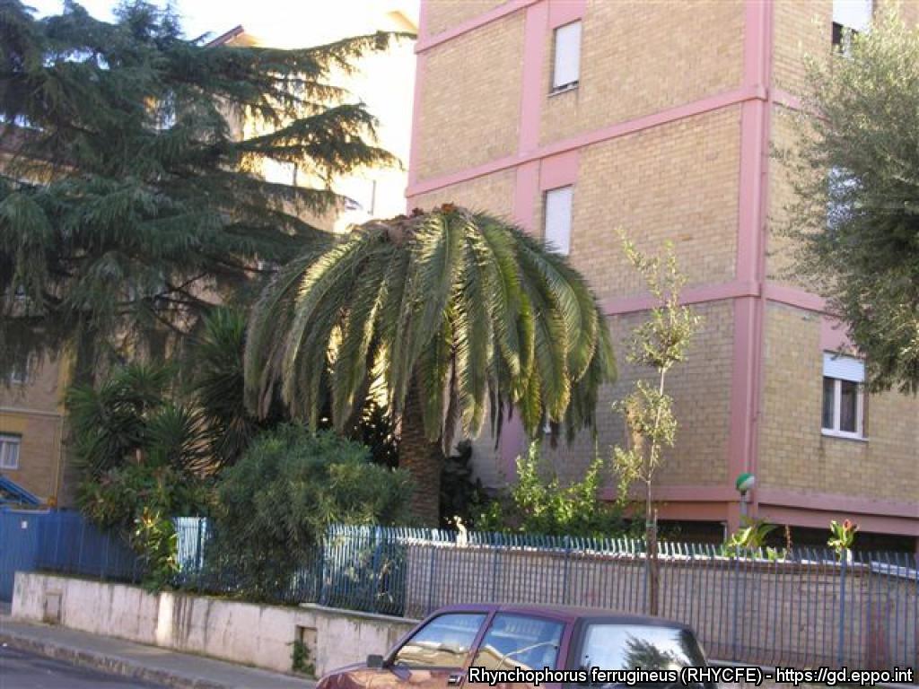 Punteruolo 5
