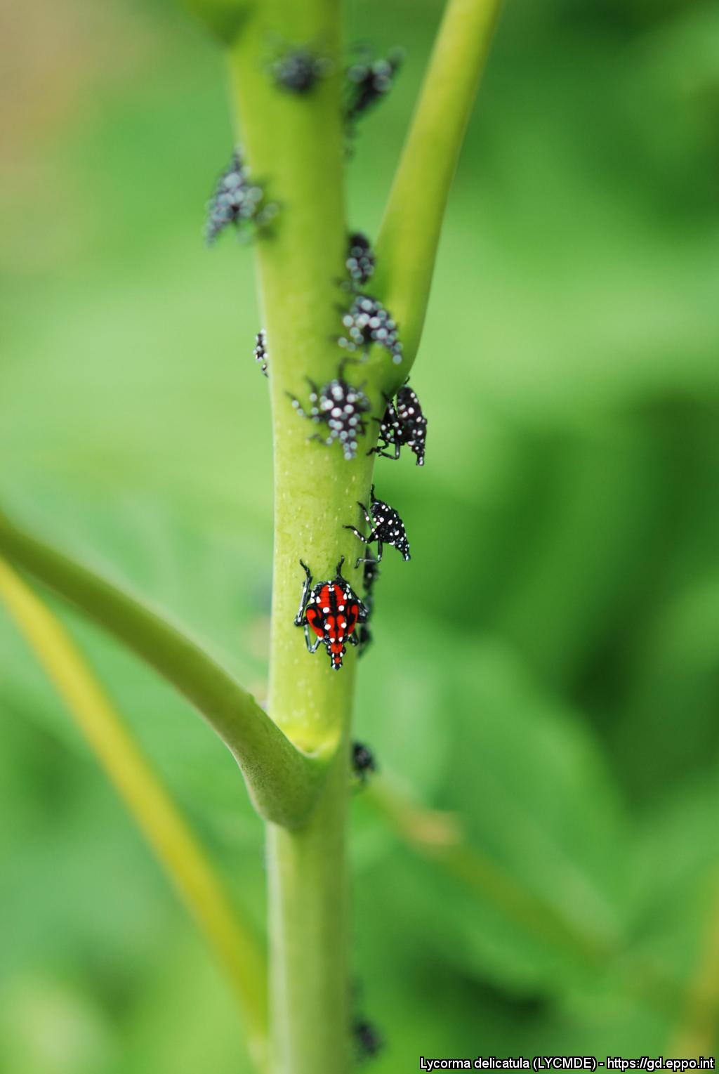 Lycorma
