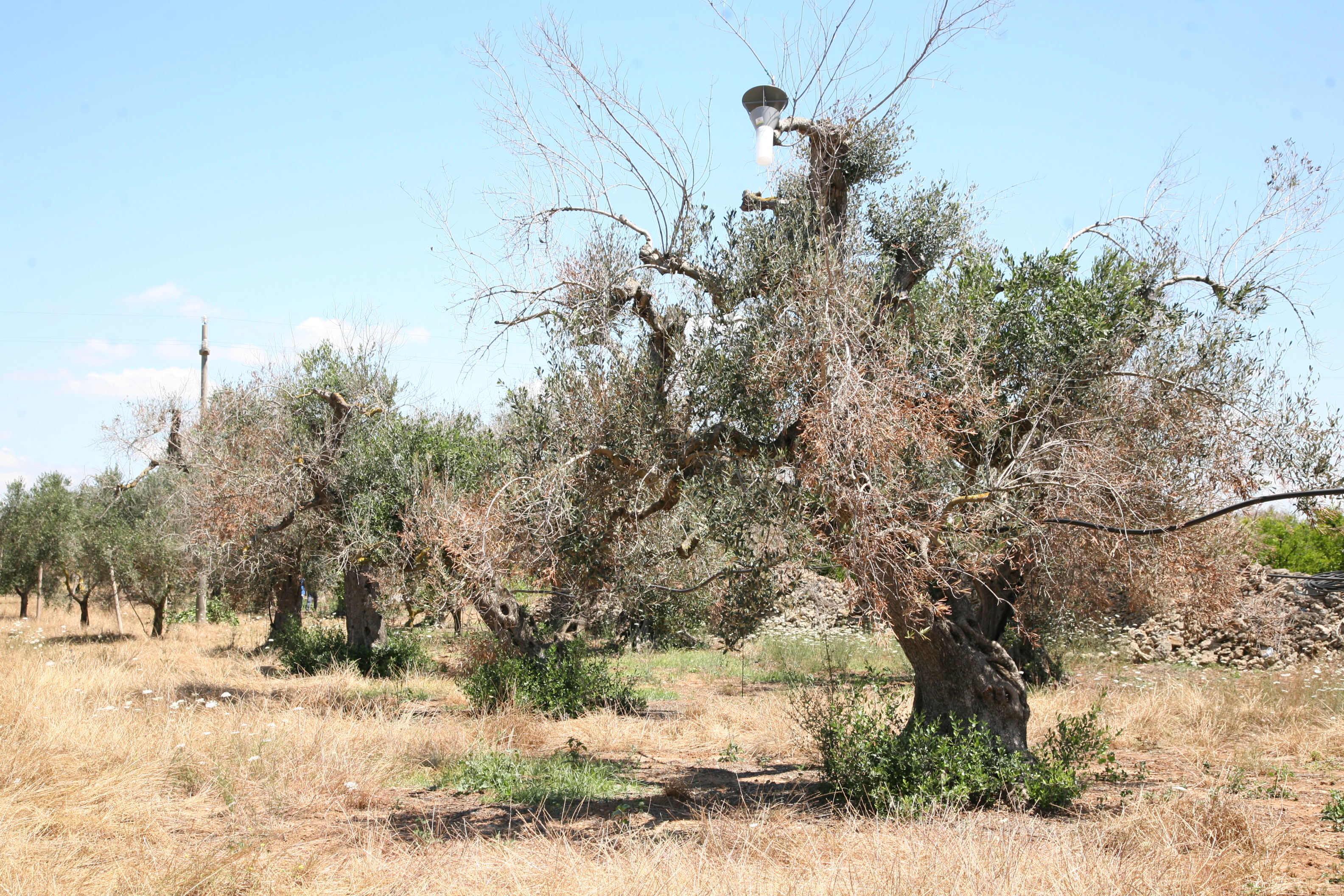 Complesso del disseccamento rapido dell’olivo da Xylella fastidiosa (Foto di: Ministero delle politiche agricole alimentari e forestali)
