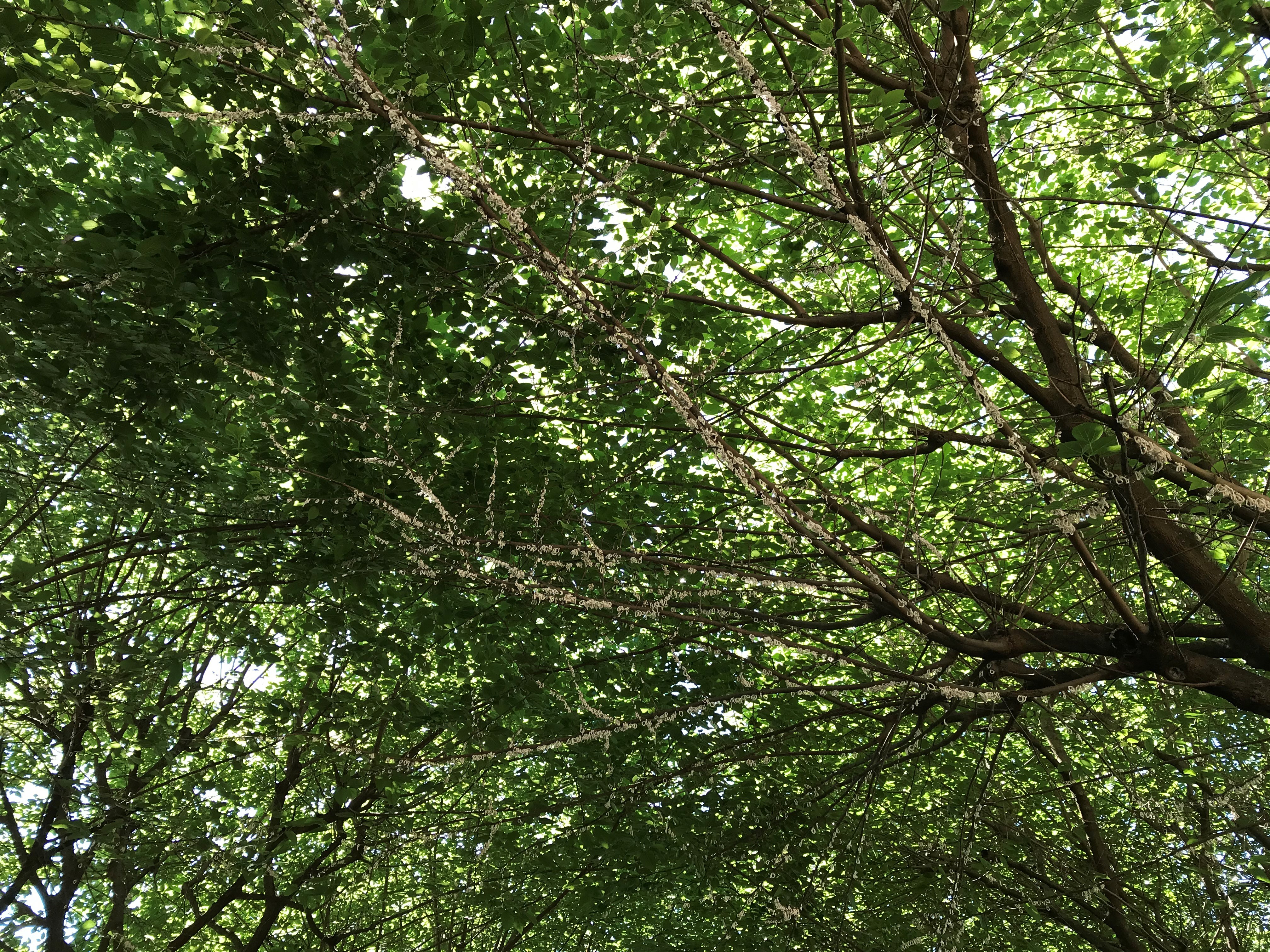 Ovisacchi dall’aspetto cotonoso di Takahashia japonica (Foto di: Servizio Fitosanitario della Regione Lombardia)