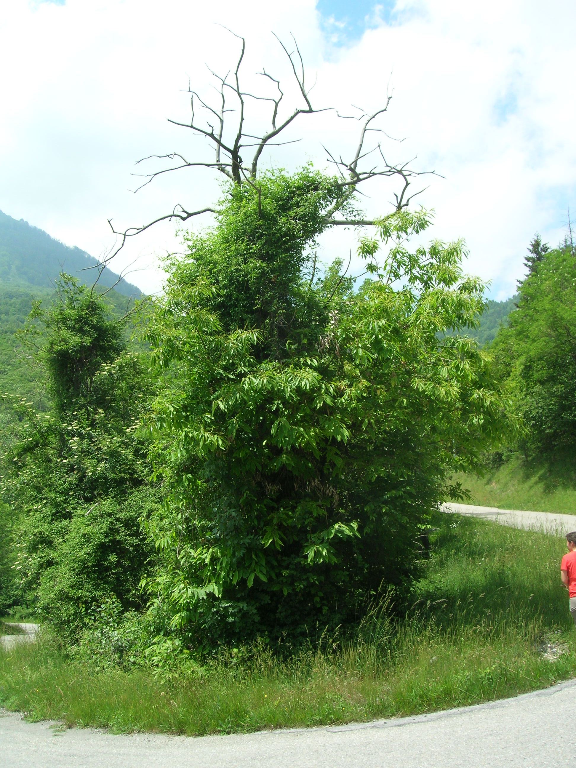 Branche di castagno europeo disseccate a causa di Cryphonectria parasitica (Foto di: Luana Giordano, SFR Lombardia)