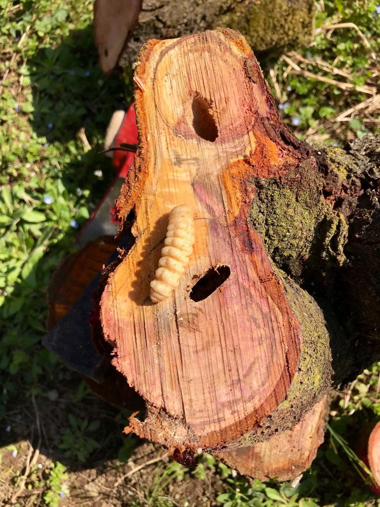 Larva di Aromia bungii (Foto di: Servizio Fitosanitario della Regione Lombardia)