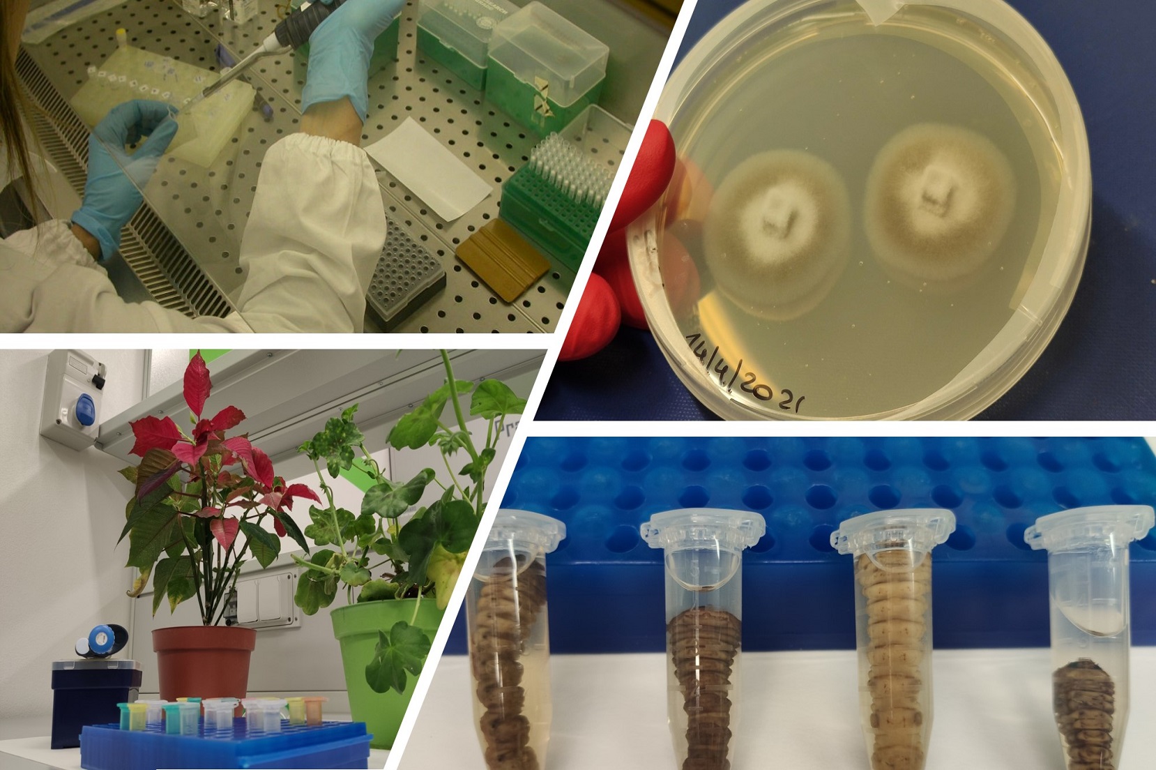 Attività diagnostiche svolte presso il Laboratorio del Servizio Fitosanitario della Regione Lombardia
