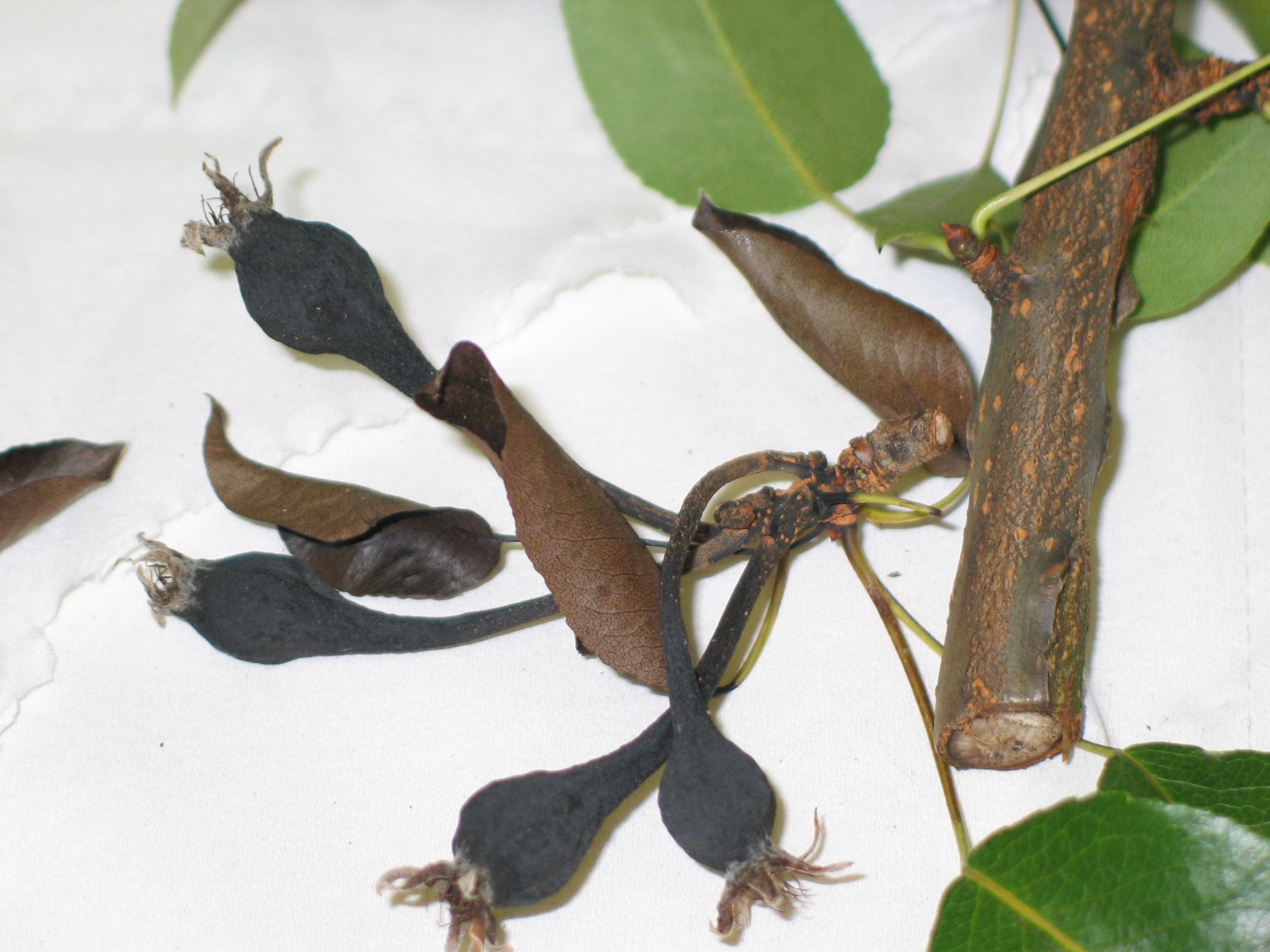 Necrosi da Erwinia amylovora (Foto di: Francesca Gaffuri, SFR Lombardia)