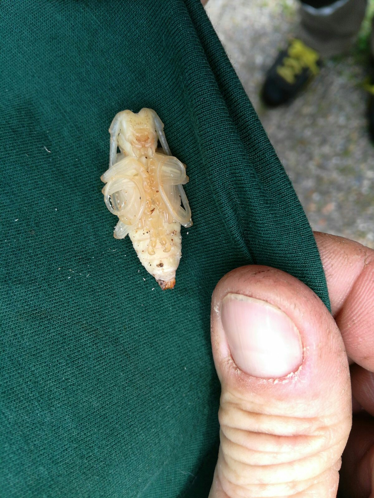 Pupa di Anoplophora glabripennis (Foto di: Servizio Fitosanitario Regione Lombardia)