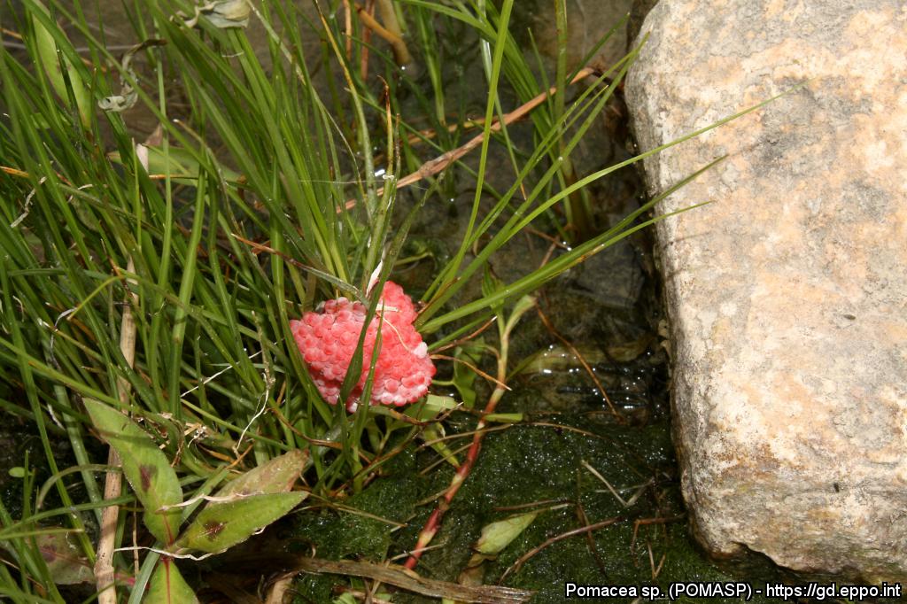 Uova di Pomacea sp. (Foto di: EPPO Global Database, 2021)