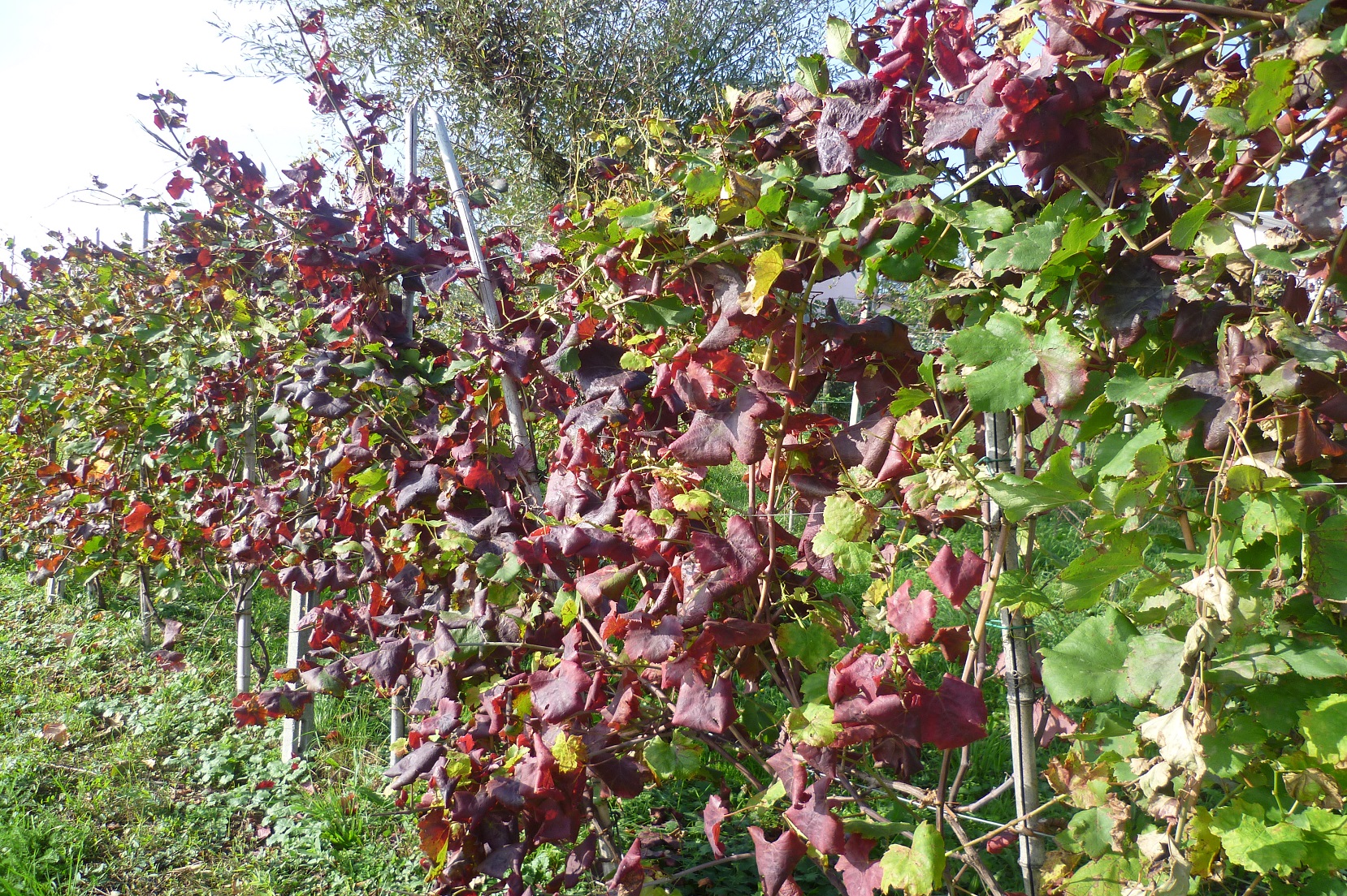 Incontro tecnico sulla flavescenza dorata