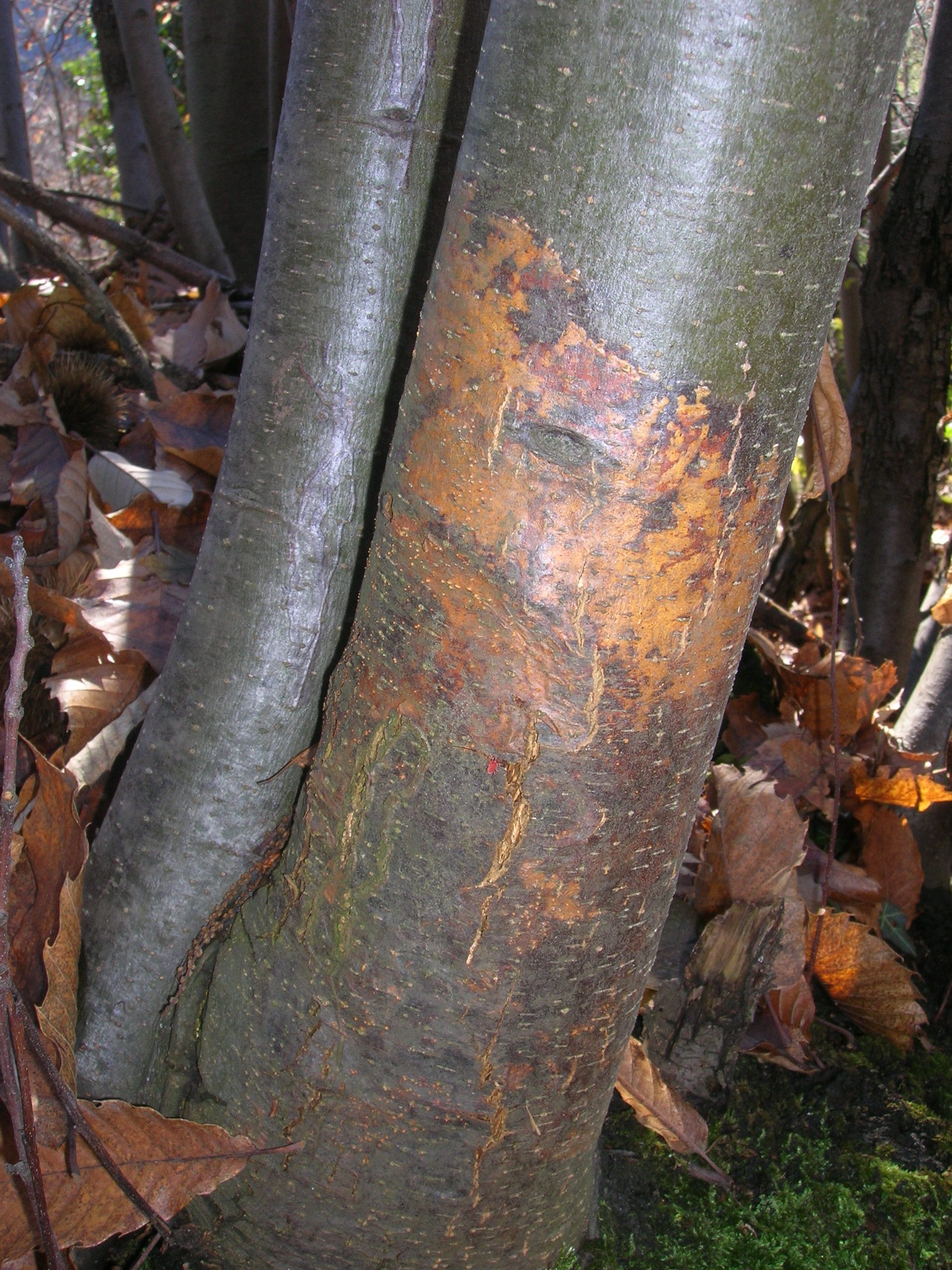 Fusto di castagno europeo con evidente tacca rosso mattone che precede la formazione delle fenditure longitudinali profonde tipiche del cancro letale da Cryphonectria parasitica (Foto di: Luana Giordano, SFR Lombardia)