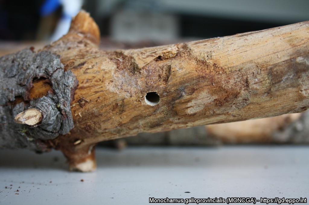 Monochamus