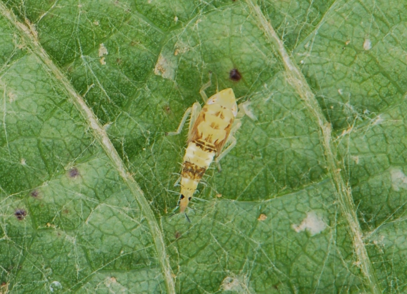 Scaphoideus titanus ninfa III età