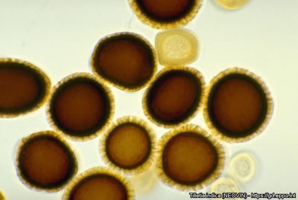 Teliospore di Tilletia indica