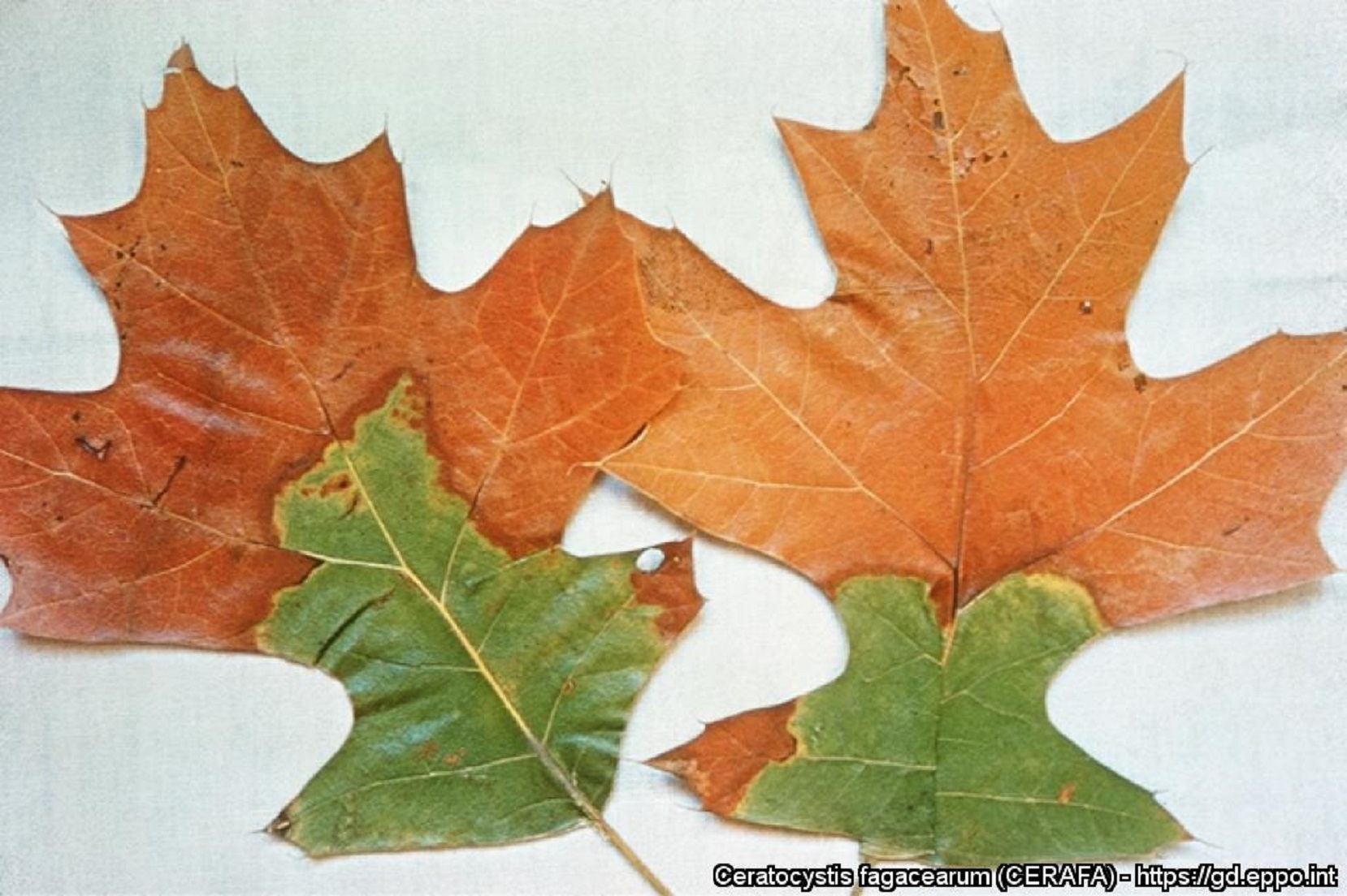 Sintomi fogliari su quercia da Bretziella fagacearum (Foto di: EPPO Global Database, 2023)