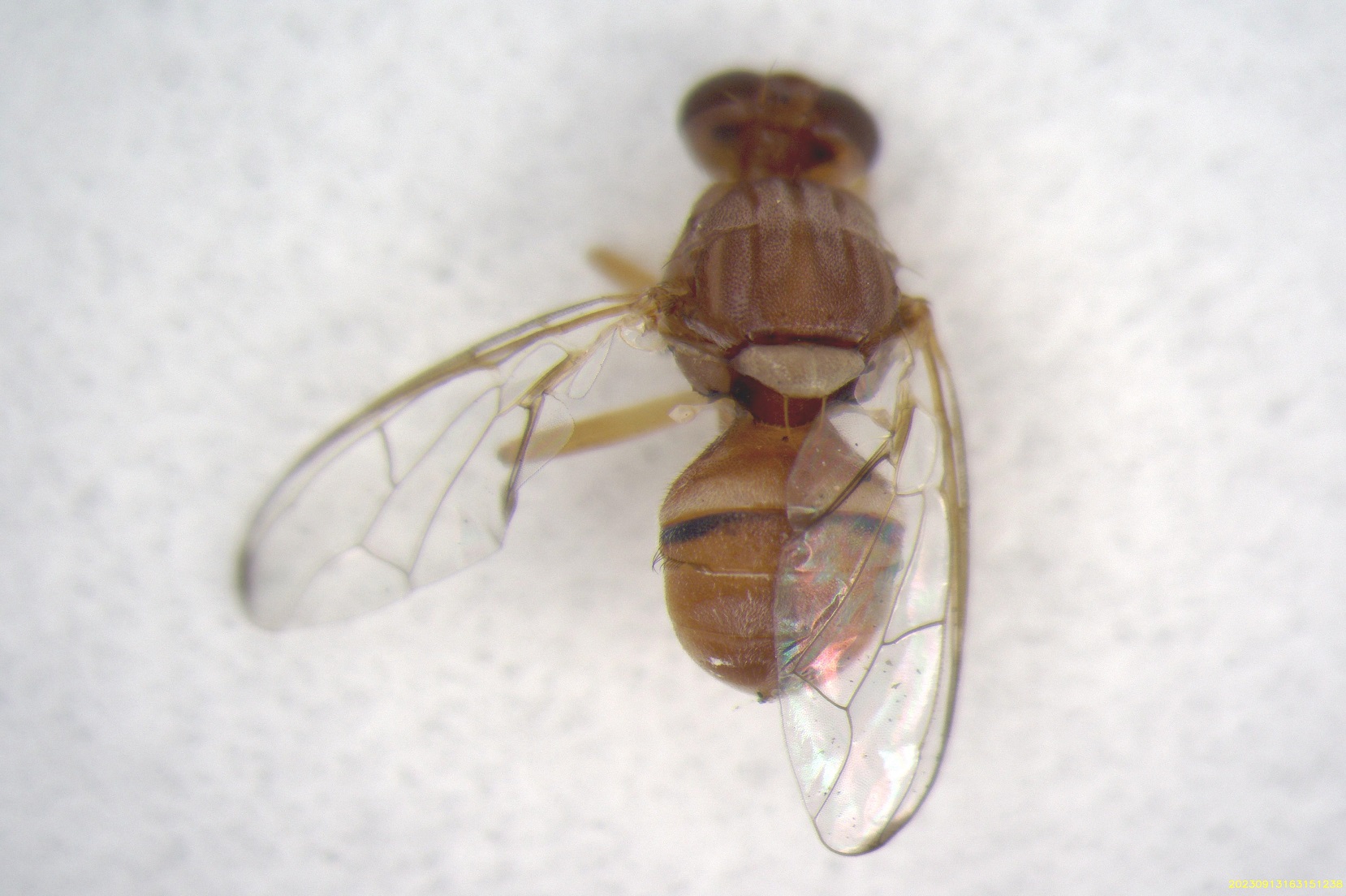 Adulto di Bactrocera zonata (Foto di: Matteo Zugno, Servizio Fitosanitario della Regione Lombardia)