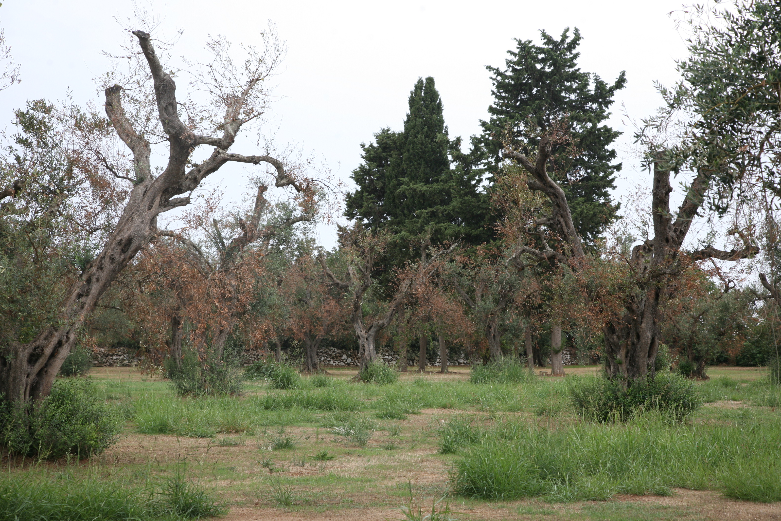 Complesso del disseccamento rapido dell’olivo da Xylella fastidiosa (Foto di: Ministero delle politiche agricole alimentari e forestali)