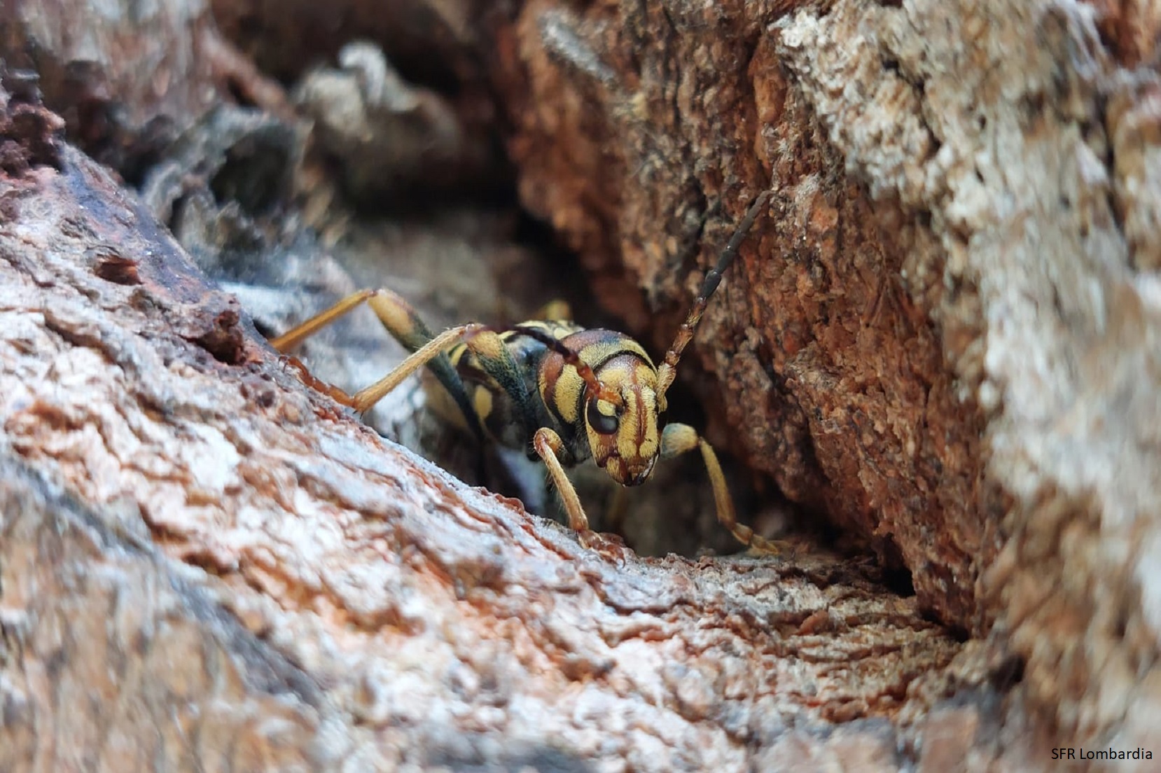 Adulto di Xylotrechus chinensis (Foto di: Servizio Fitosanitario della Regione Lombardia)