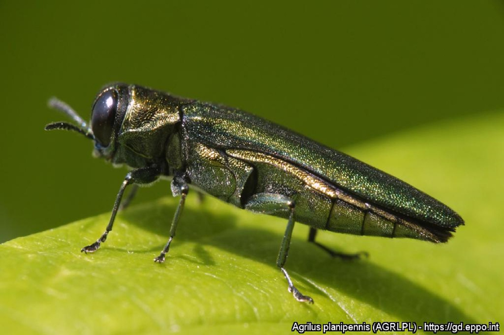 Adulto di Agrilus planipennis (Foto di: EPPO Global Database, 2023)